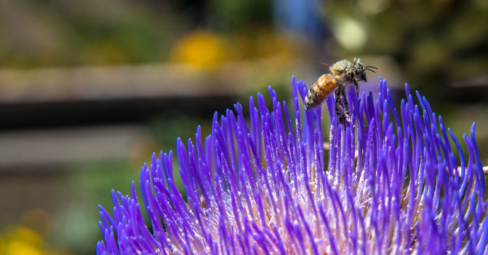 Canon EOS 80D + Sigma 24-70mm F2.8 EX DG Macro sample photo. Honey bee photography