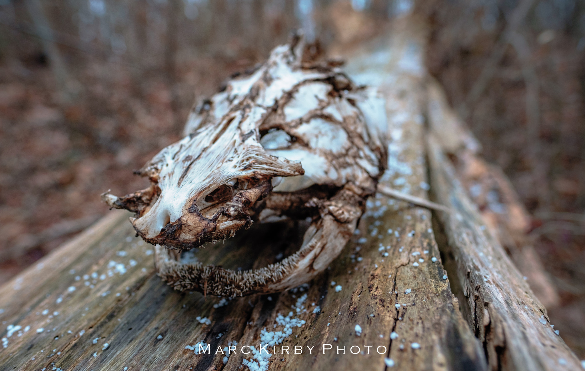Fujifilm X-T10 + Fujifilm XF 16mm F1.4 R WR sample photo. Catfish photography