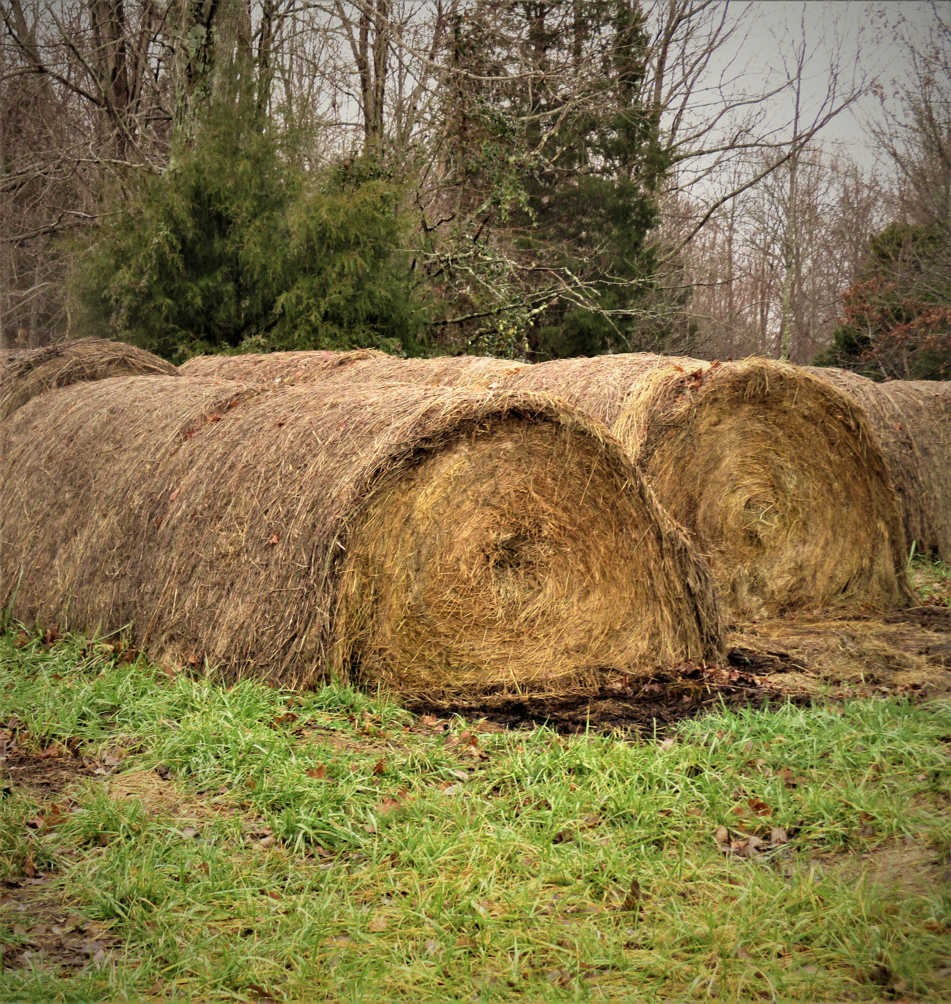 Canon PowerShot ELPH 160 (IXUS 160 / IXY 150) sample photo. Hay bales photography