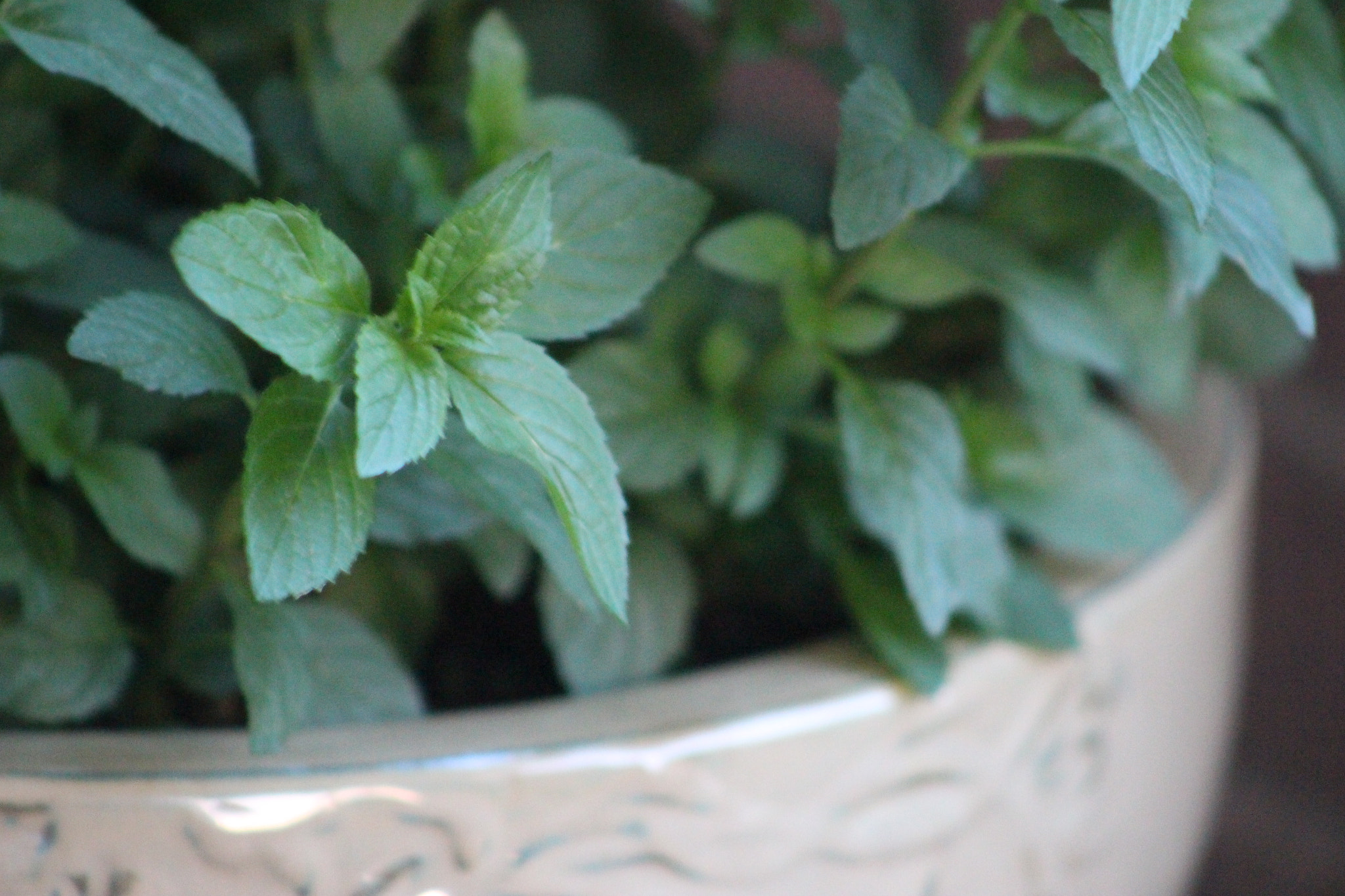 Canon EOS 100D (EOS Rebel SL1 / EOS Kiss X7) + EF75-300mm f/4-5.6 sample photo. Mint photography