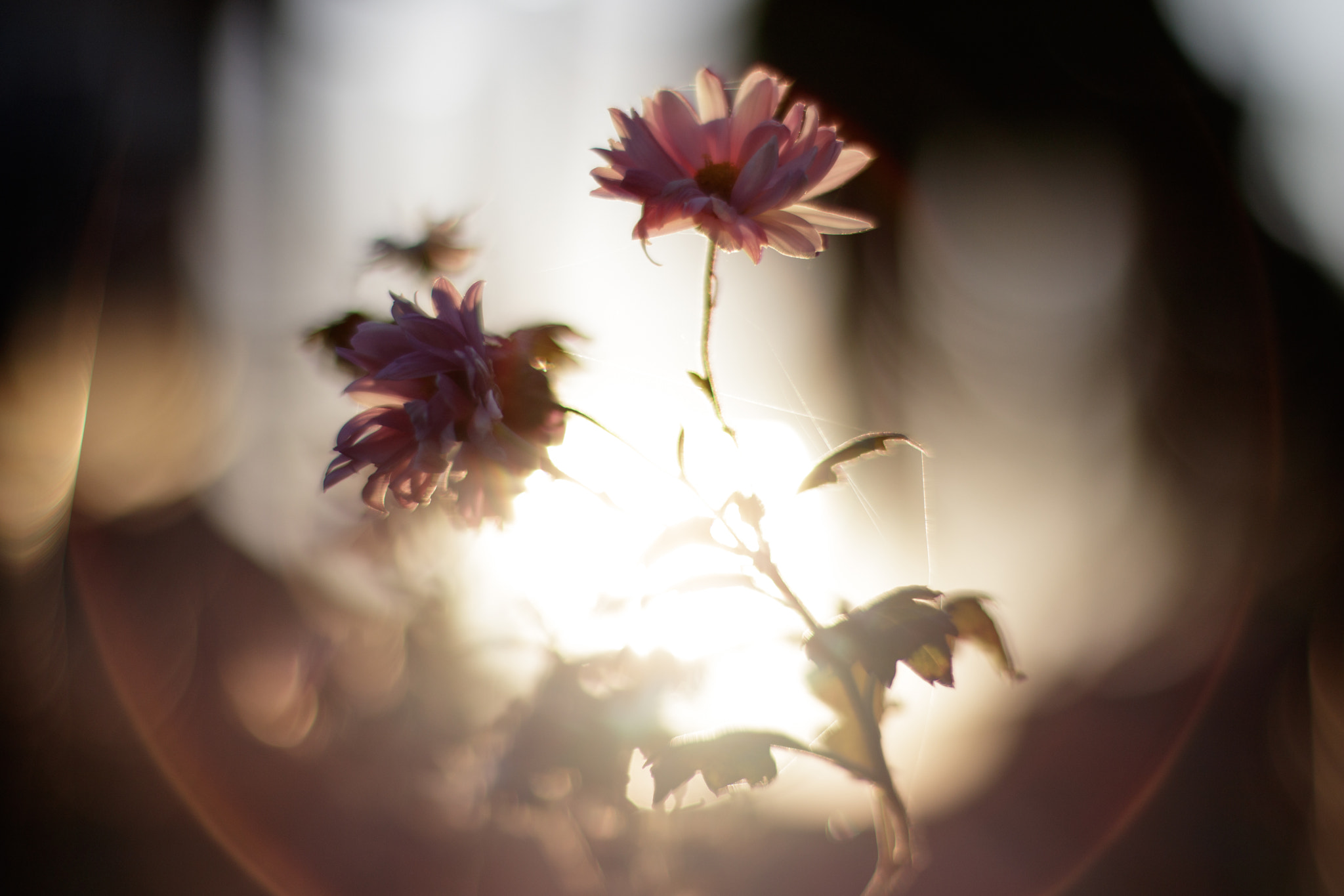 ZEISS Planar T* 50mm F1.4 sample photo. Light photography