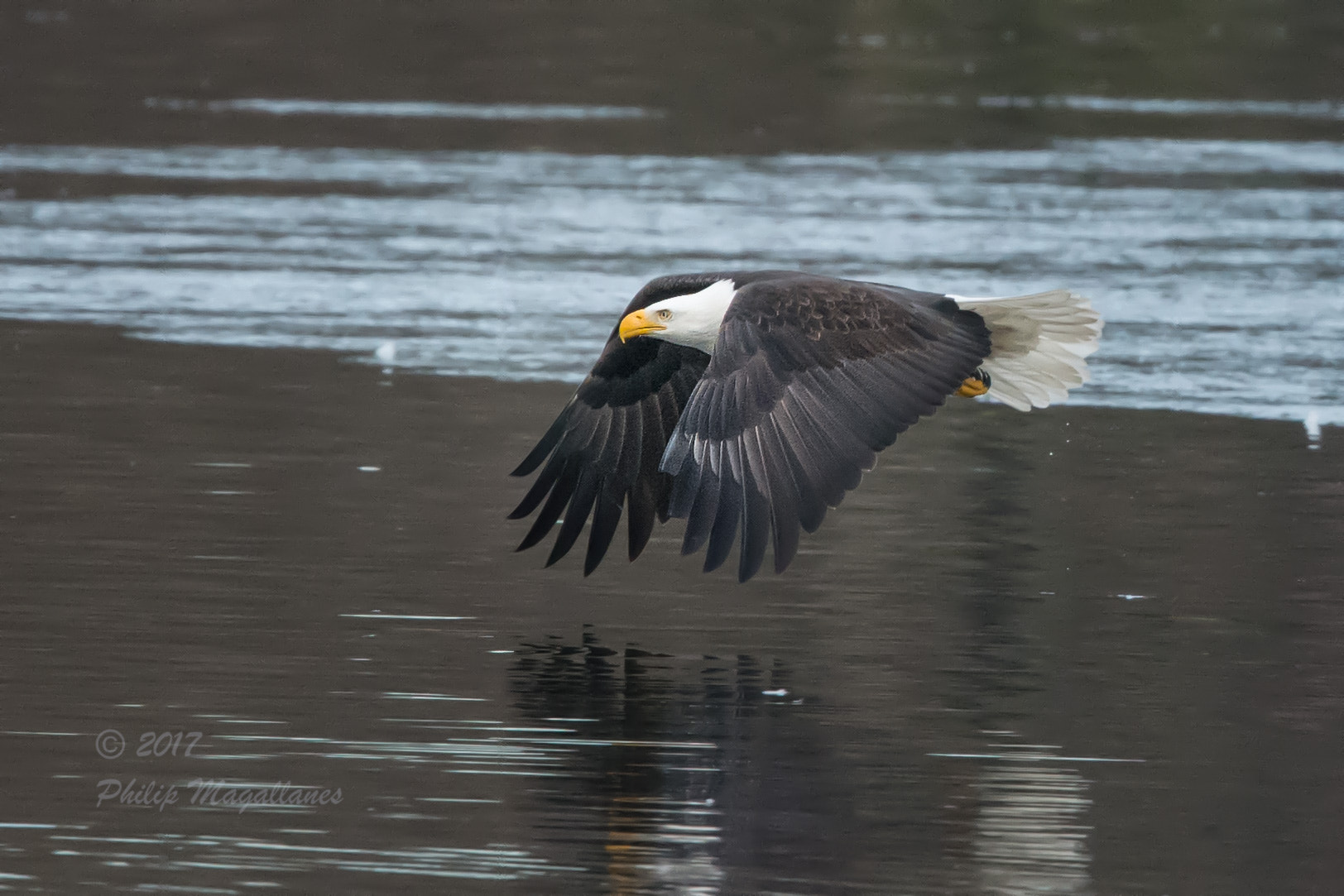 Nikon Nikkor AF-S 300mm F4E PF ED VR sample photo. Eagle with no fish photography