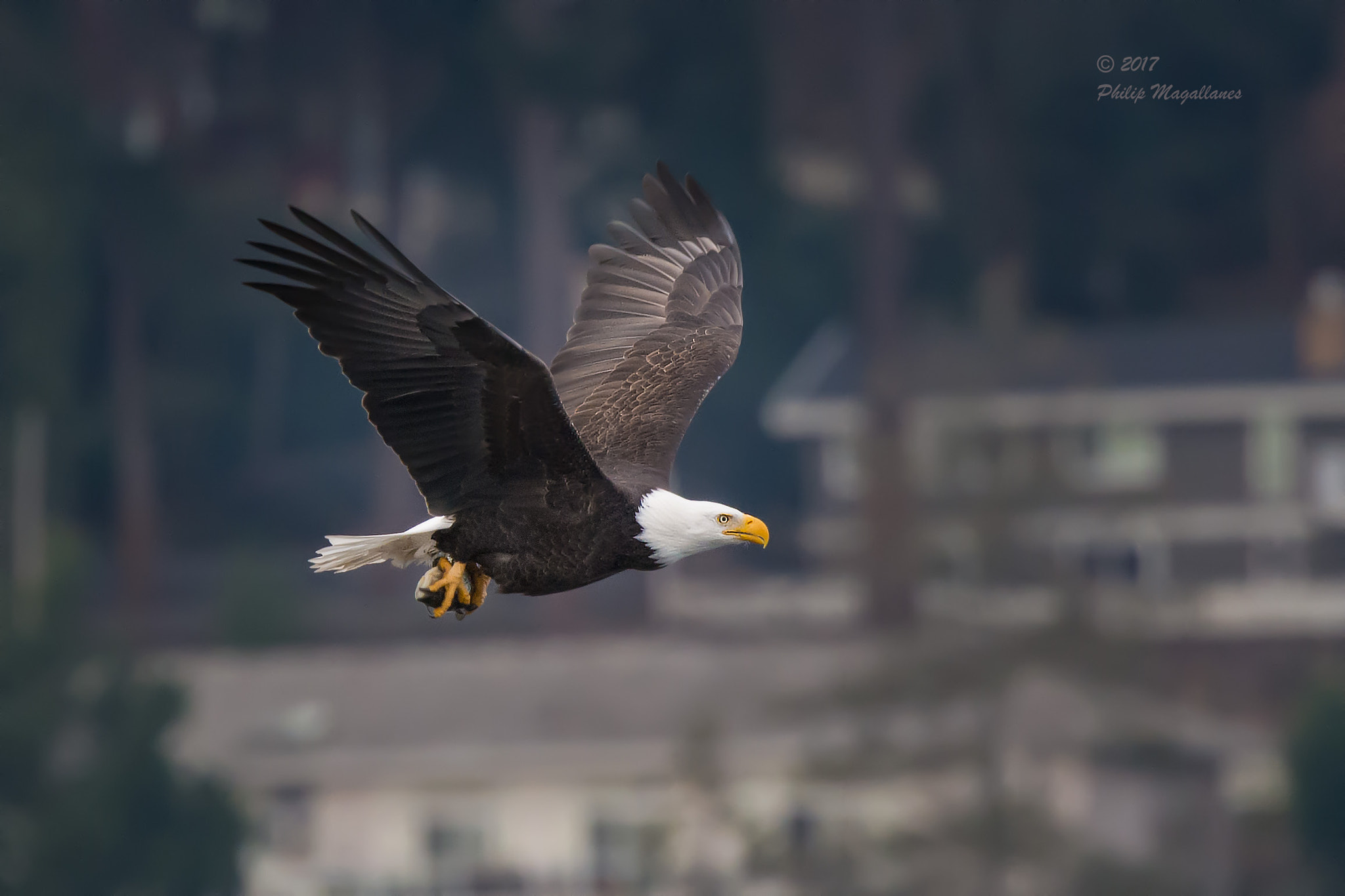 Nikon Nikkor AF-S 300mm F4E PF ED VR sample photo. Eagle just caught fish photography