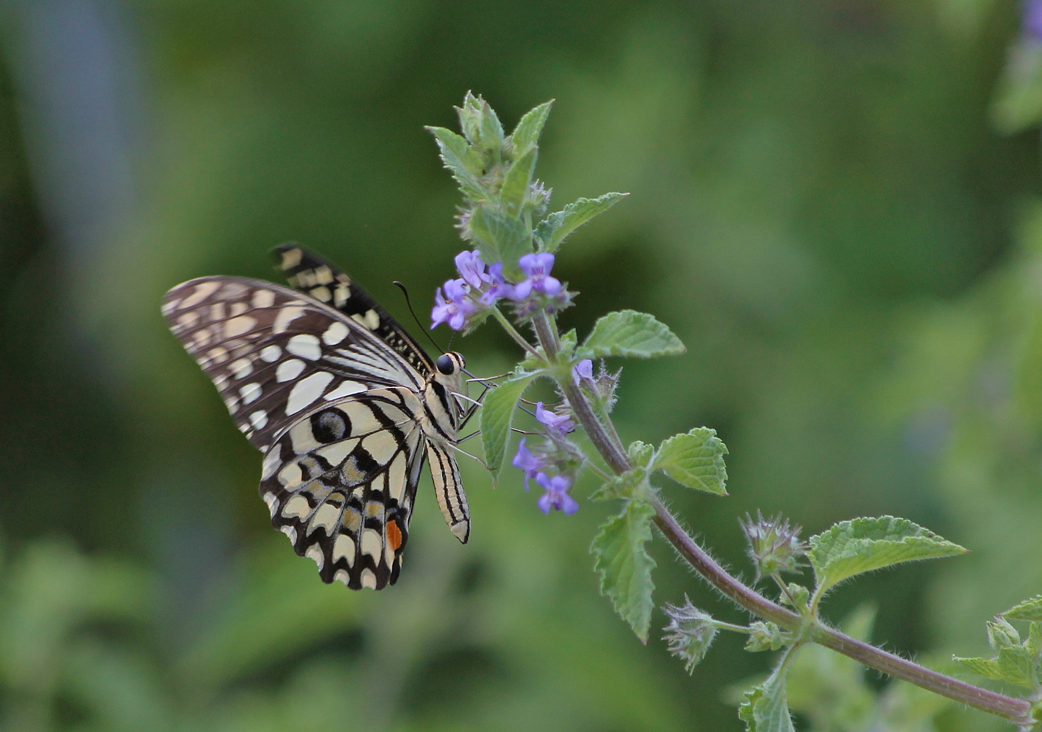 Canon EF 70-300mm F4-5.6 IS USM sample photo. Common beauty photography
