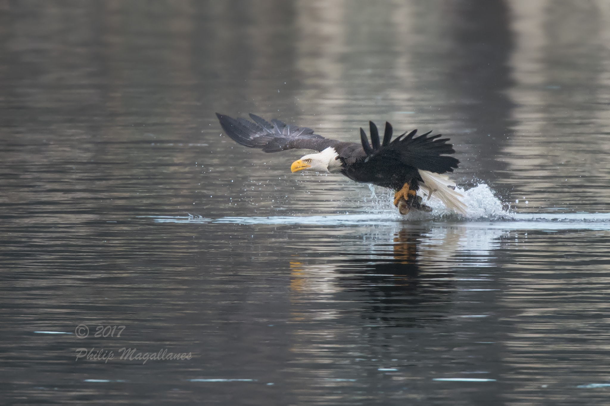 Nikon Nikkor AF-S 300mm F4E PF ED VR sample photo. Eagle taking fish photography