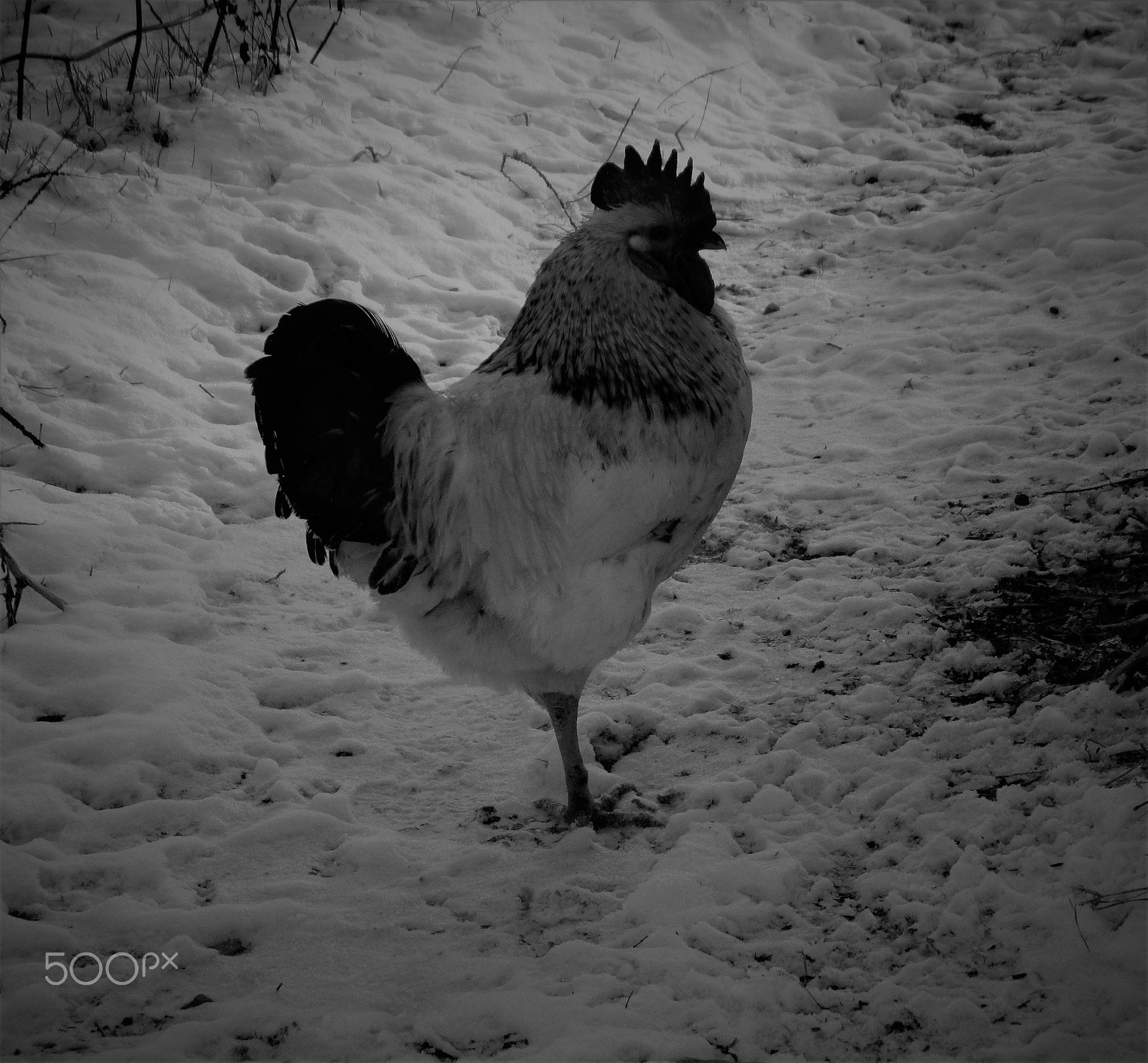 Canon PowerShot ELPH 160 (IXUS 160 / IXY 150) sample photo. Rooster in the snow photography