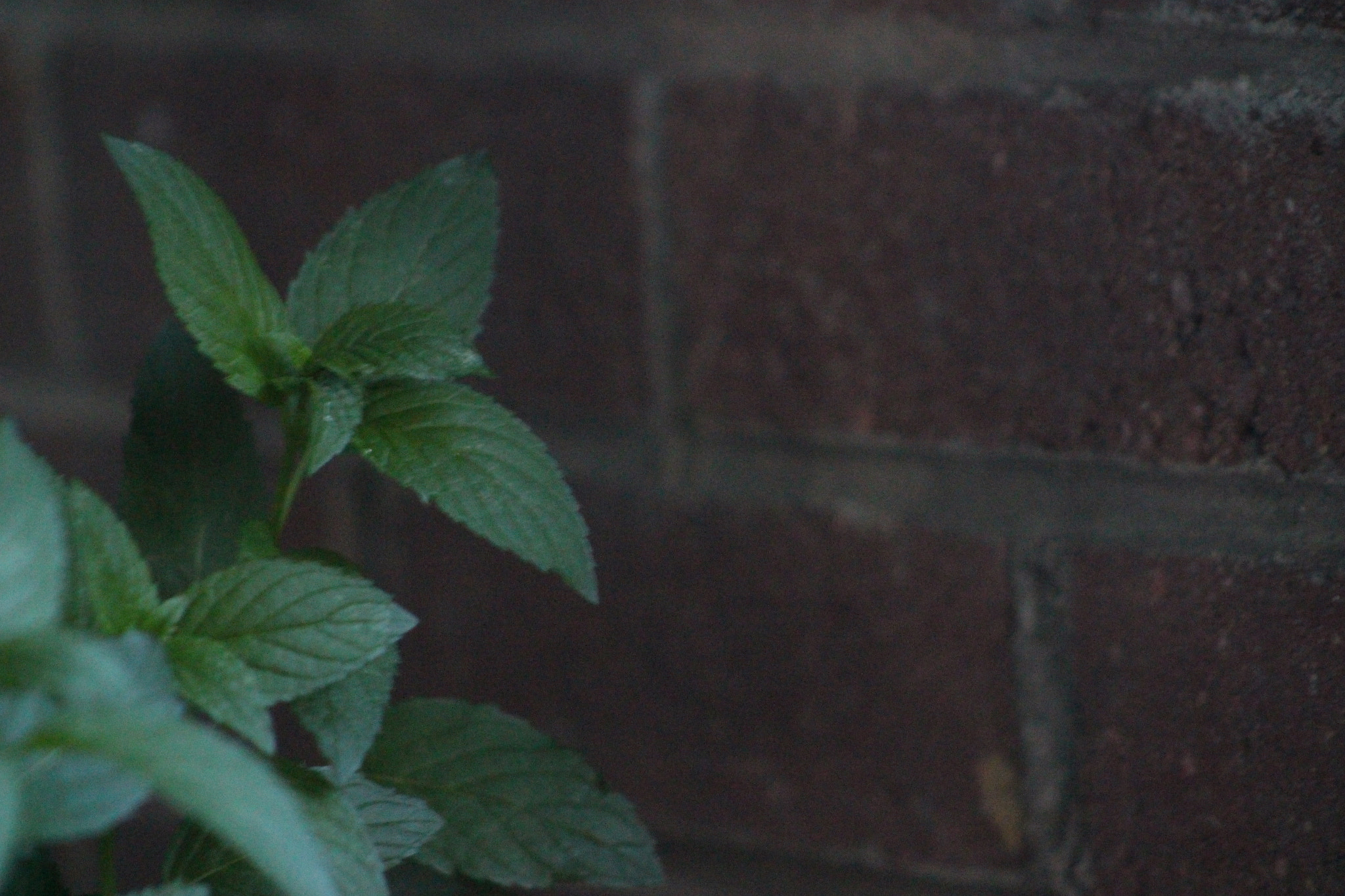 Canon EOS 100D (EOS Rebel SL1 / EOS Kiss X7) + EF75-300mm f/4-5.6 sample photo. Mint (detail) photography
