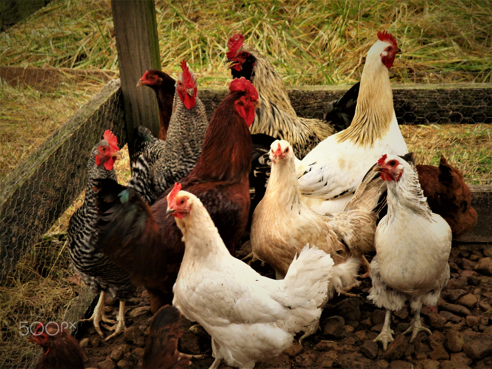 Canon PowerShot ELPH 160 (IXUS 160 / IXY 150) sample photo. Variety of breeds photography