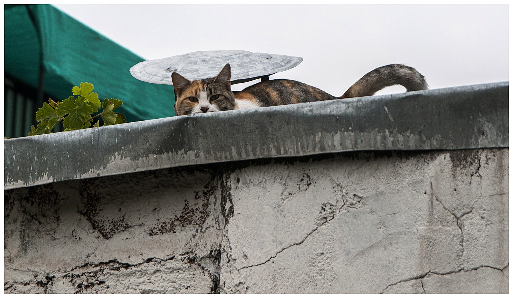 Sigma 17-50mm F2.8 EX DC OS HSM sample photo. Gato photography