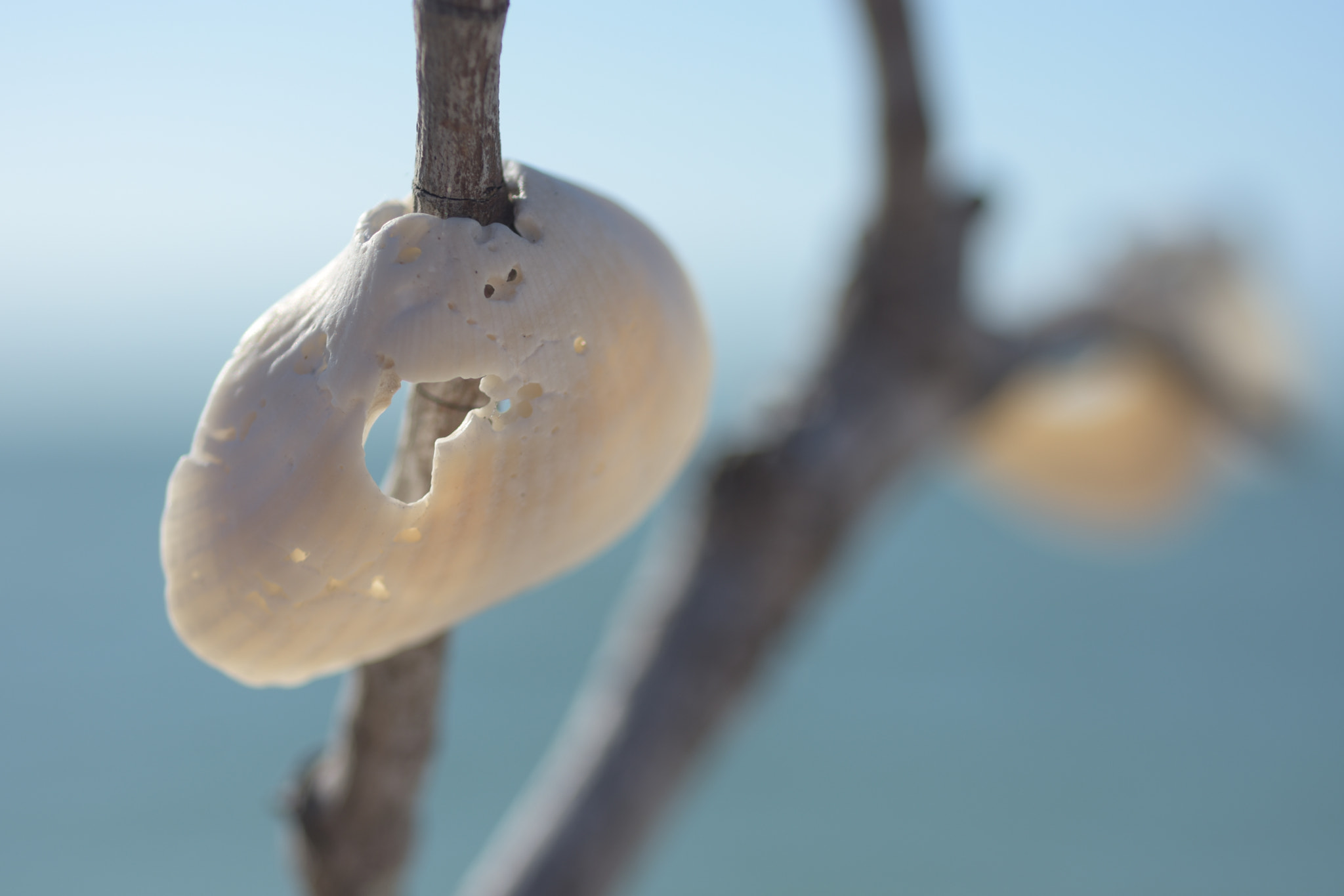Nikon AF Micro-Nikkor 60mm F2.8D sample photo. Seashell photography