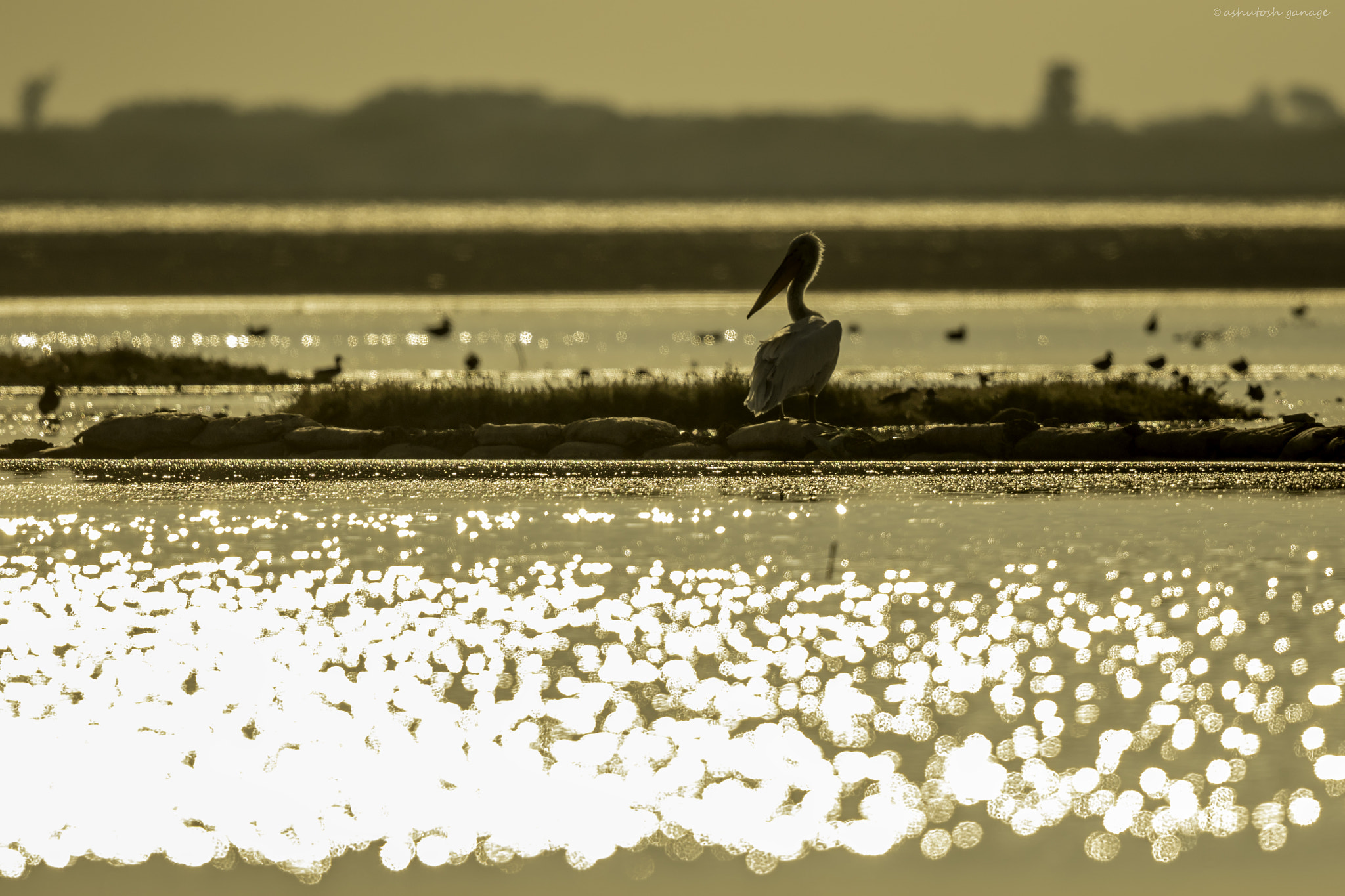 Canon EF 500mm F4L IS II USM sample photo. Golden light photography
