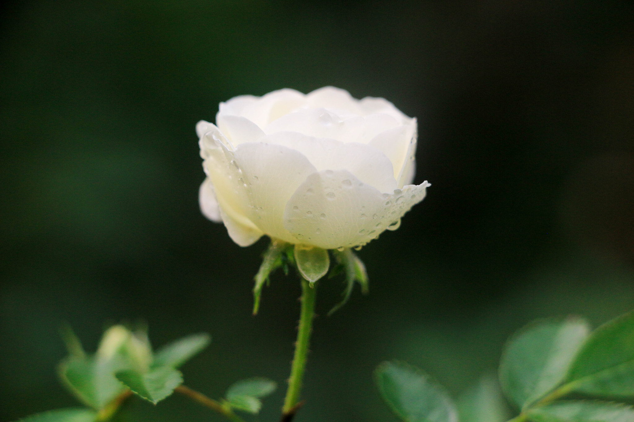 Canon EOS 100D (EOS Rebel SL1 / EOS Kiss X7) + Canon EF-S 18-135mm F3.5-5.6 IS STM sample photo. White rose photography