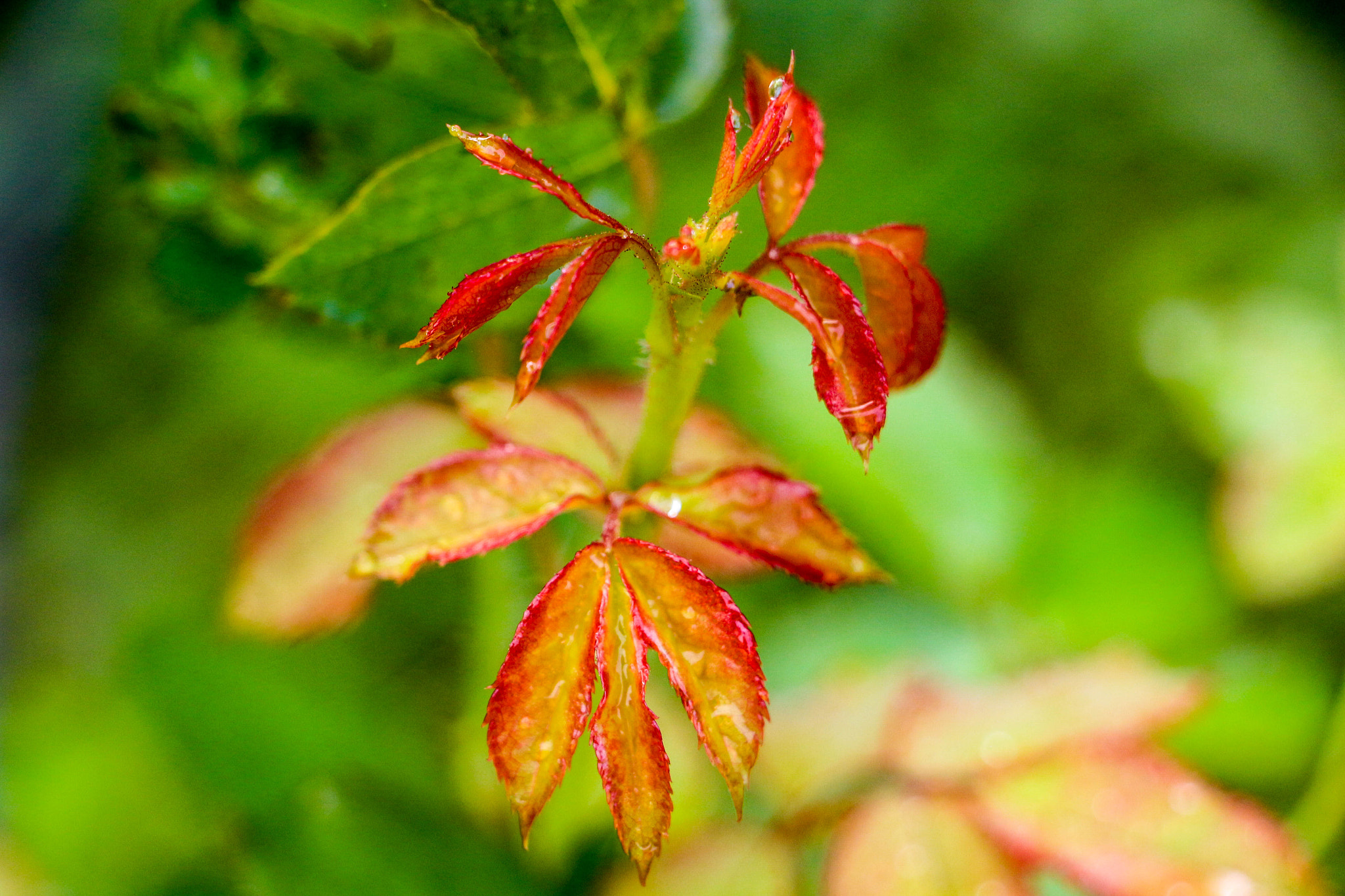 Canon EOS 100D (EOS Rebel SL1 / EOS Kiss X7) sample photo. Little rose plant photography