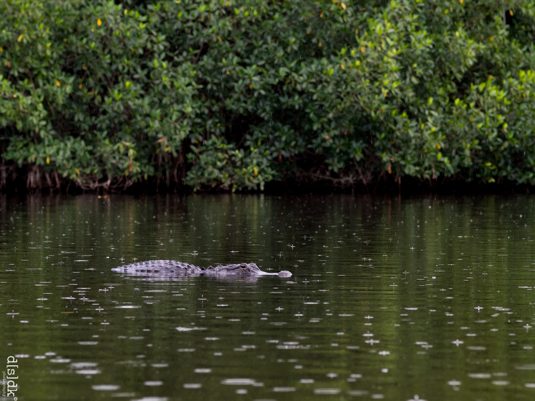 Olympus OM-D E-M5 sample photo. Gator 3 photography