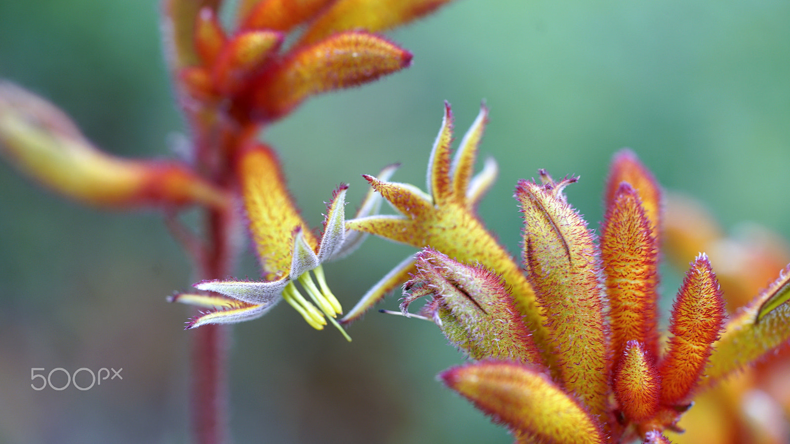 Sony a7S II + Sony FE 90mm F2.8 Macro G OSS sample photo. Chatty cathy photography