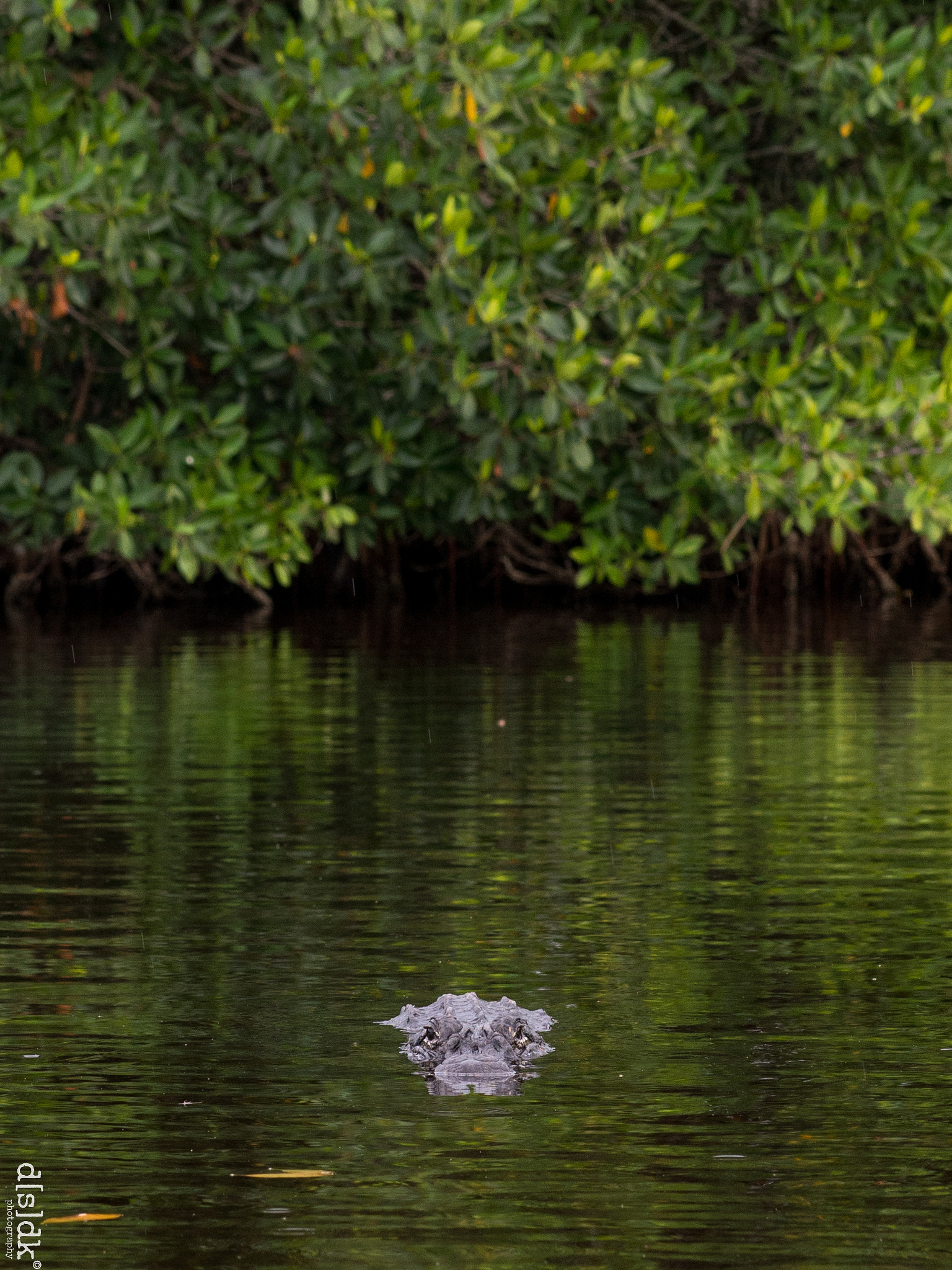 Olympus OM-D E-M5 sample photo. Gator photography