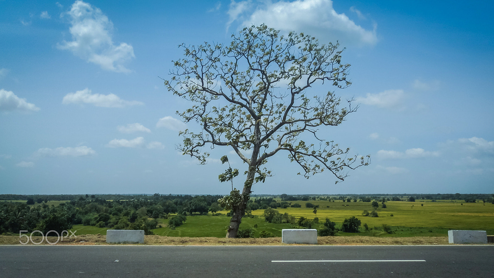 Sony Cyber-shot DSC-W310 sample photo. Roadside | kanthale photography