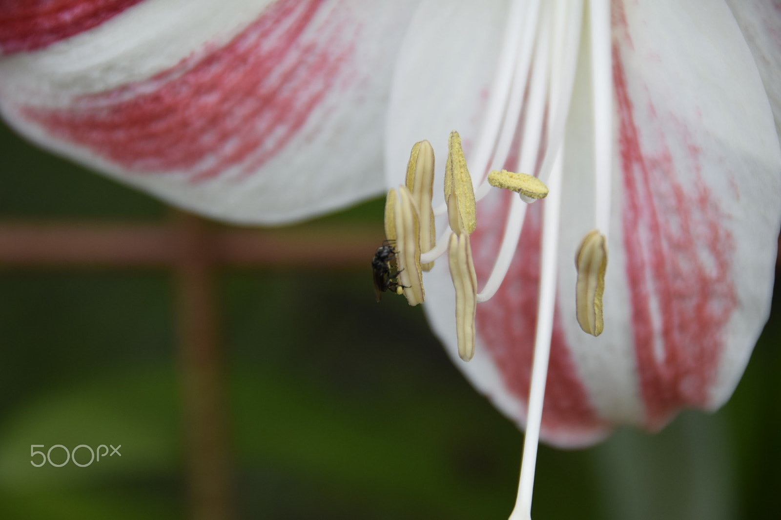 Nikon D5300 + Nikon AF-S DX Nikkor 18-200mm F3.5-5.6G ED VR II sample photo. Flores del campo photography