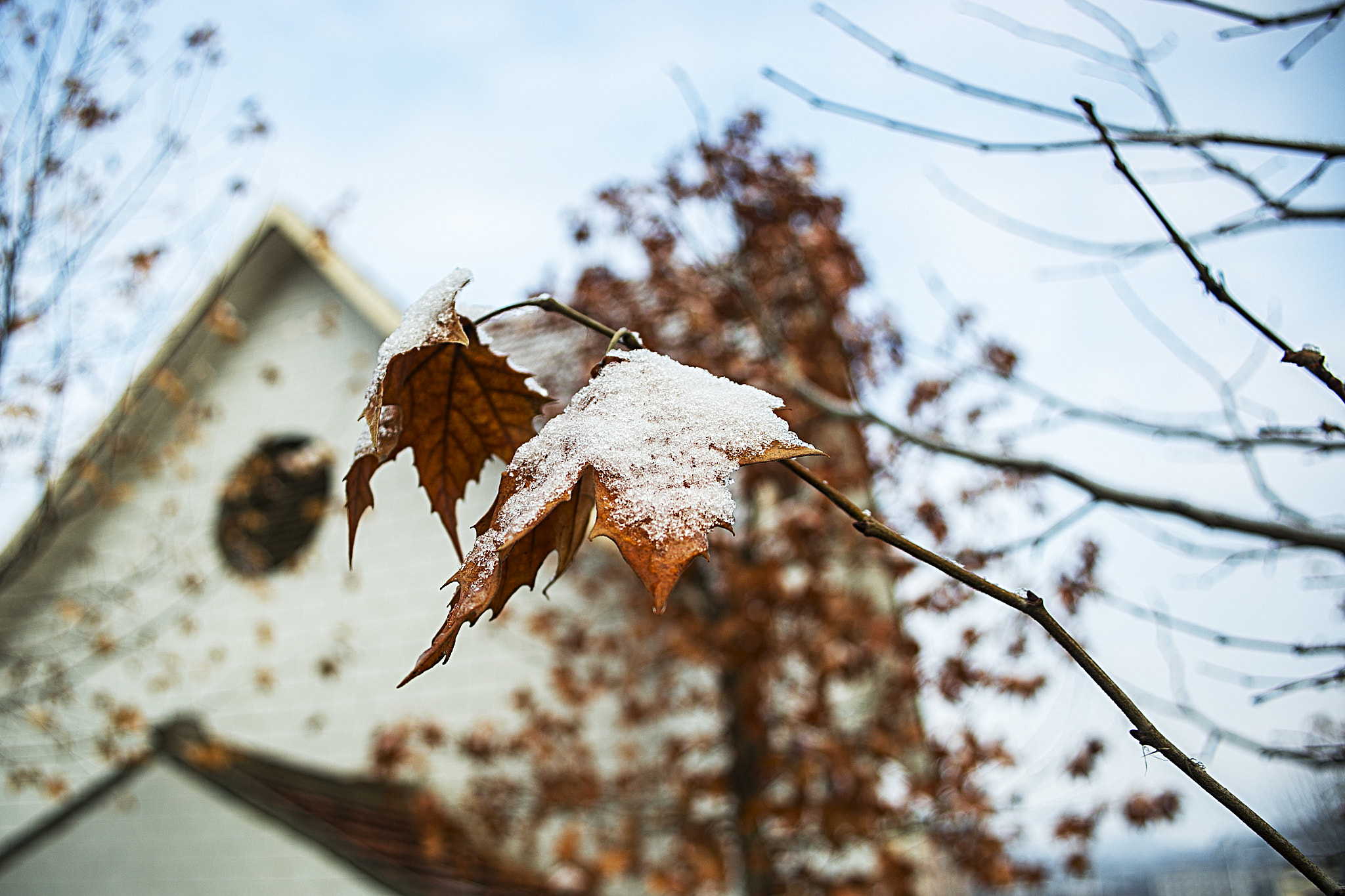 Canon EF 28-80mm f/3.5-5.6 sample photo