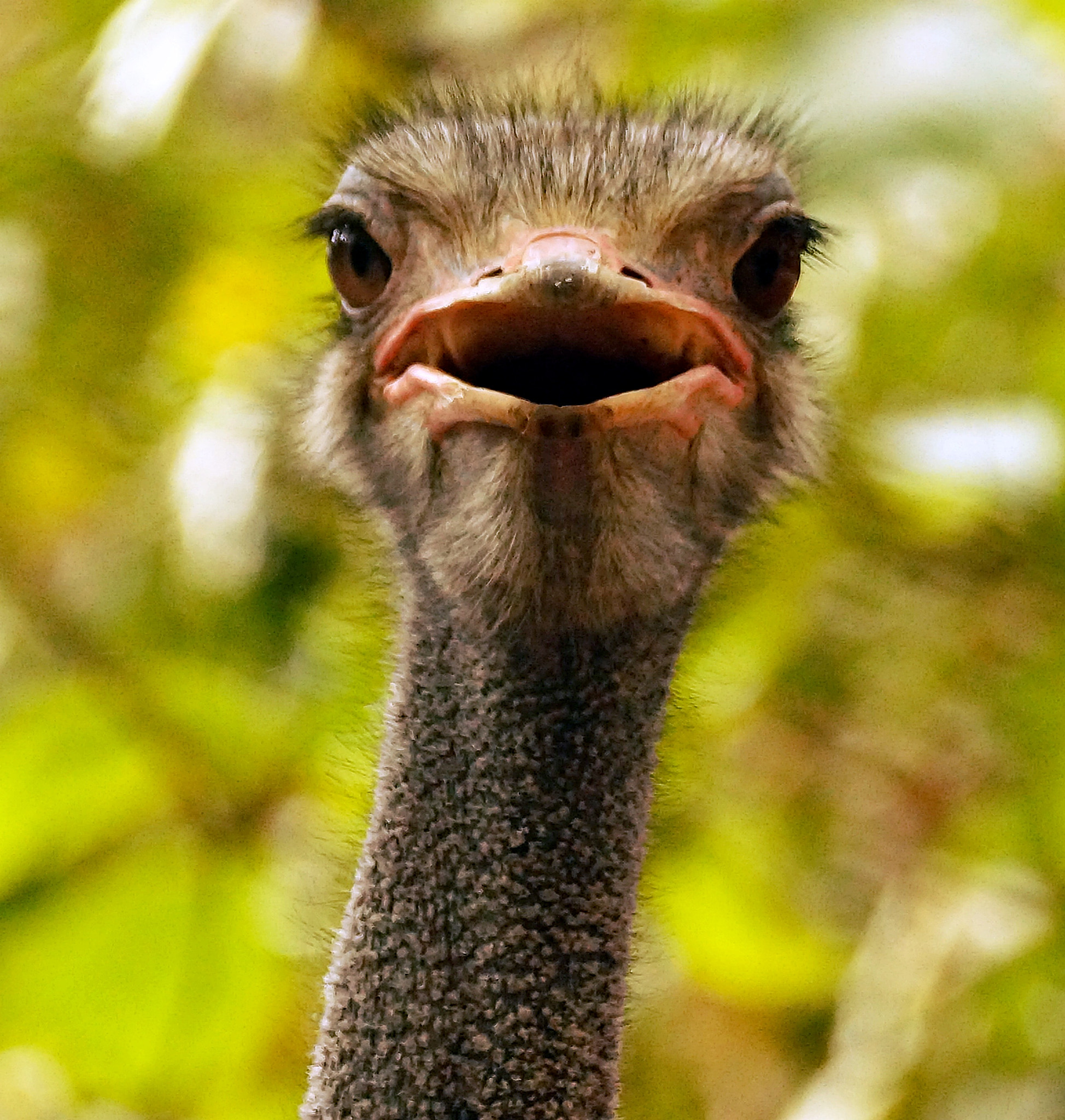 Sony SLT-A57 sample photo. Up, close and personal with the ostrich! photography