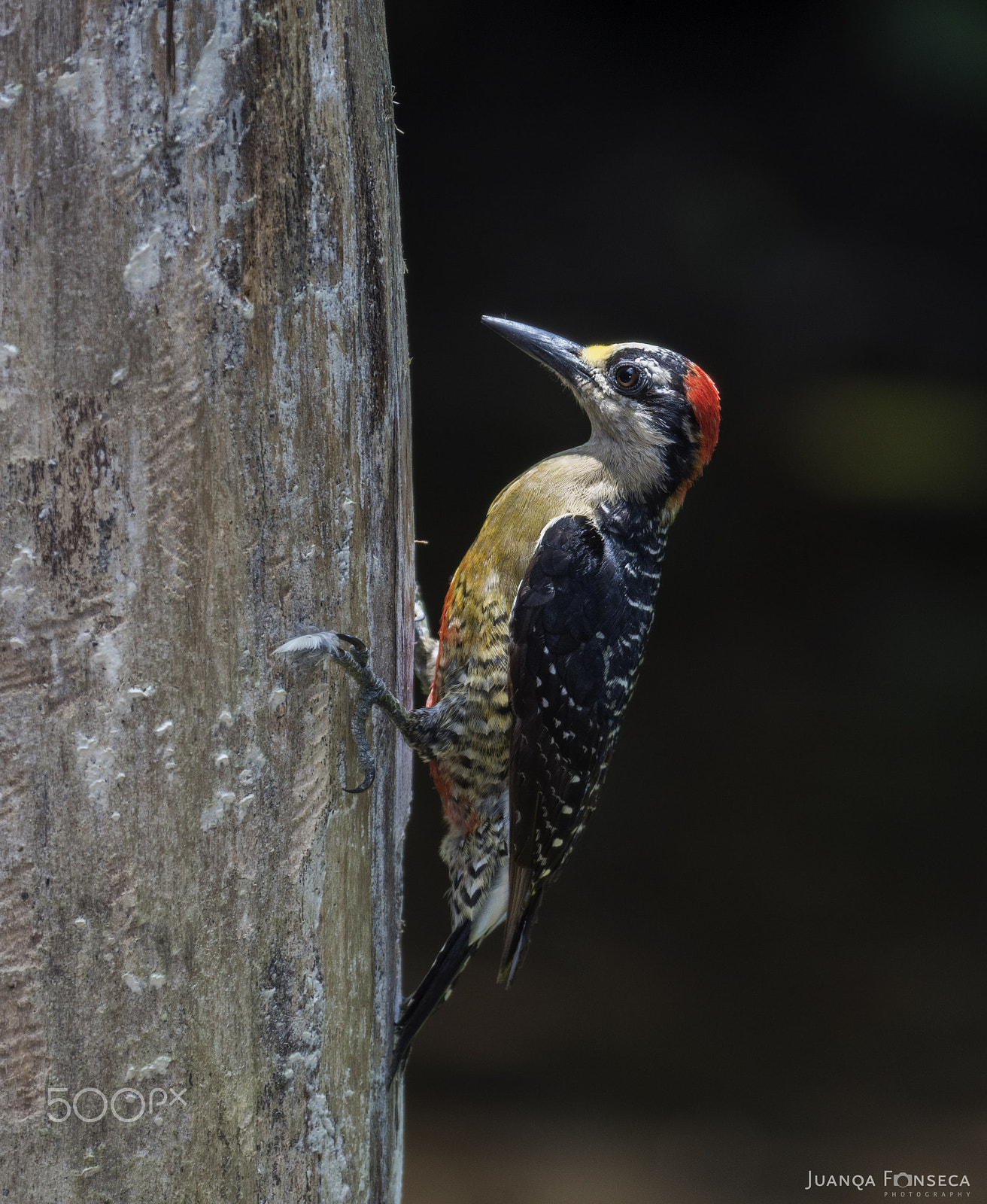 Sony 70-300mm F4.5-5.6 G SSM sample photo. Black cheeked woodpecker photography