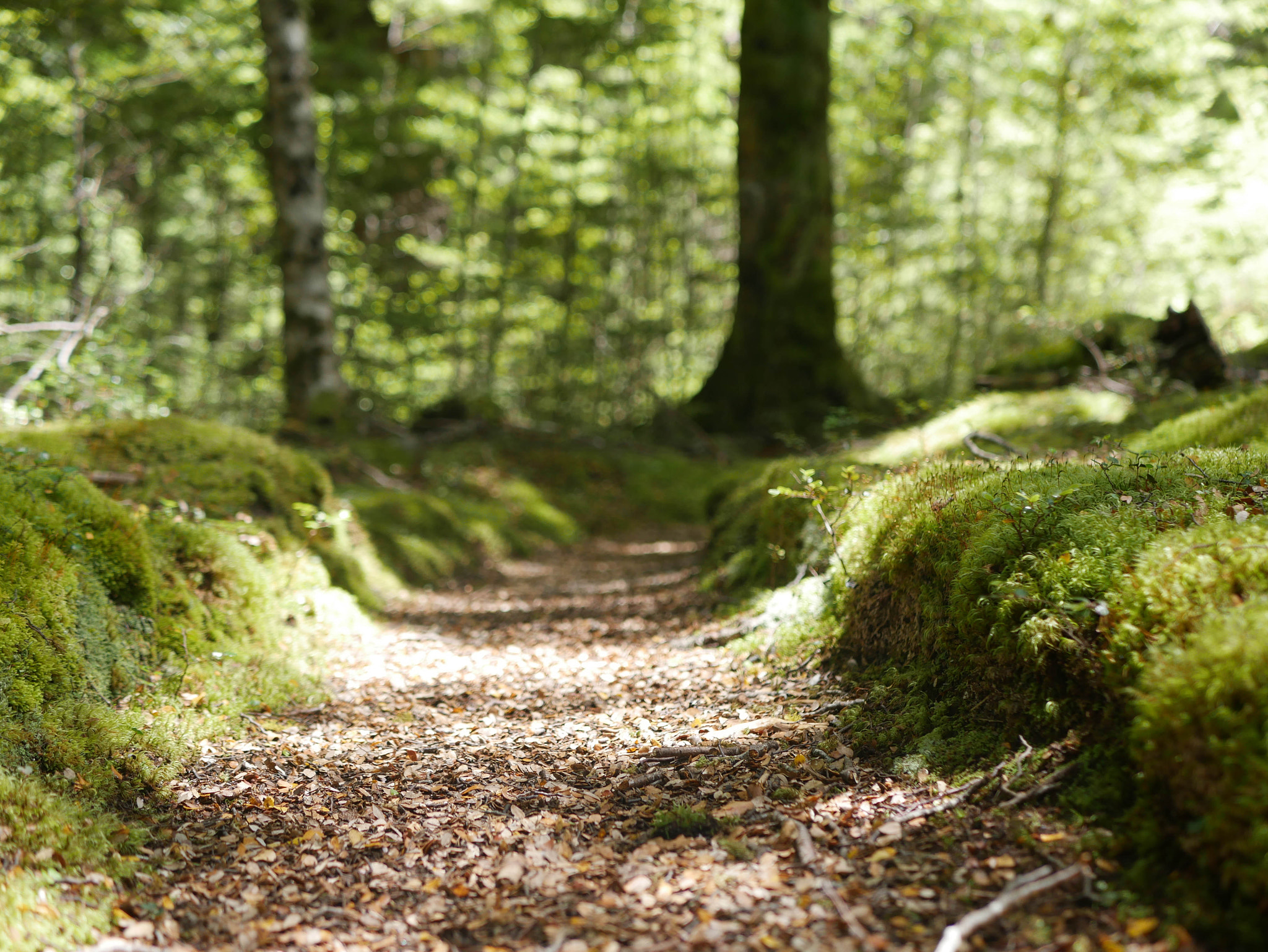 Panasonic Lumix DMC-G7 + LUMIX G 25/F1.7 sample photo. A woodland stroll photography