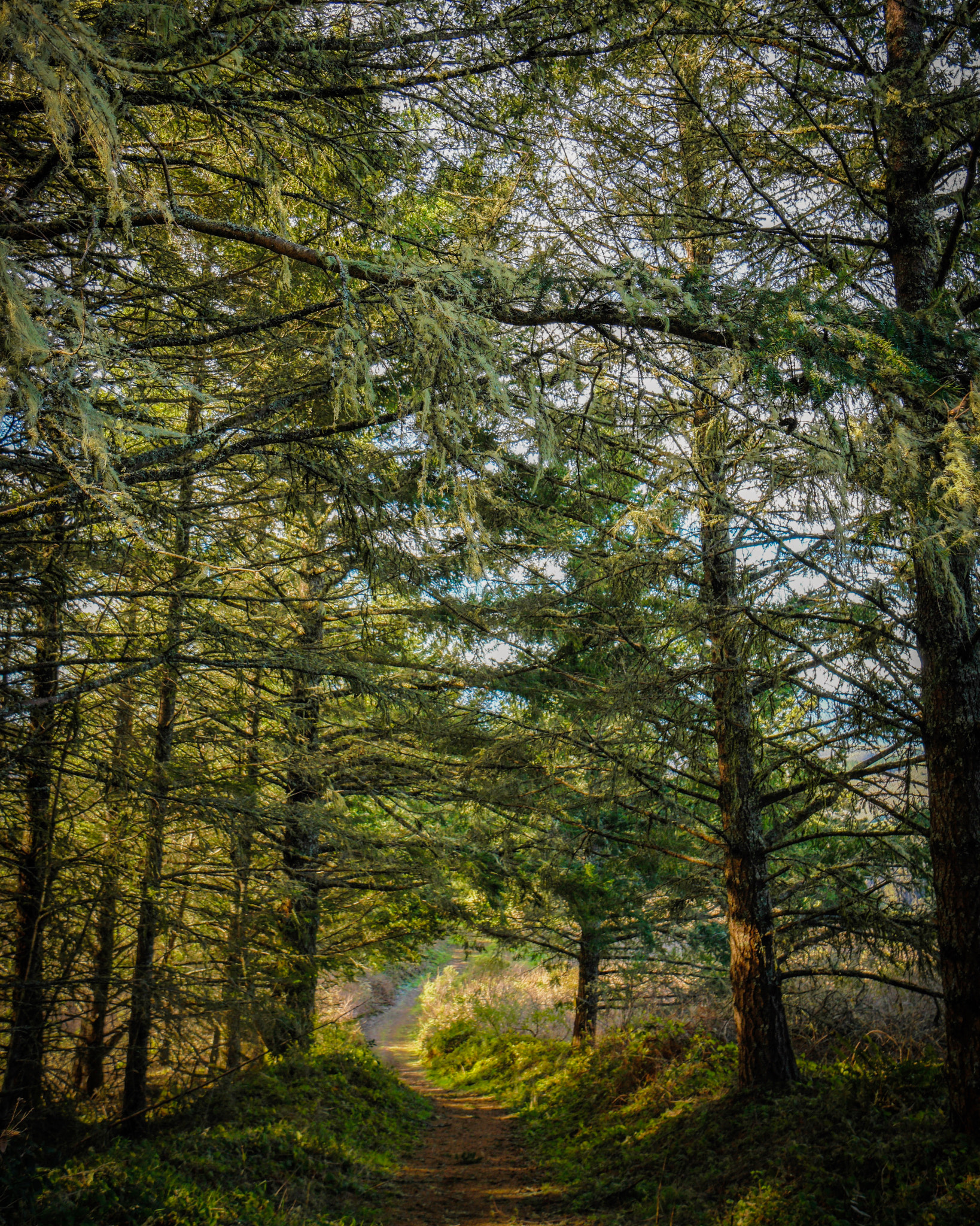 Samsung NX1 + Samsung NX 16-50mm F3.5-5.6 Power Zoom ED OIS sample photo. Warmth ahead on a winter exploration of purisima creek redwoods open space preserve in california photography