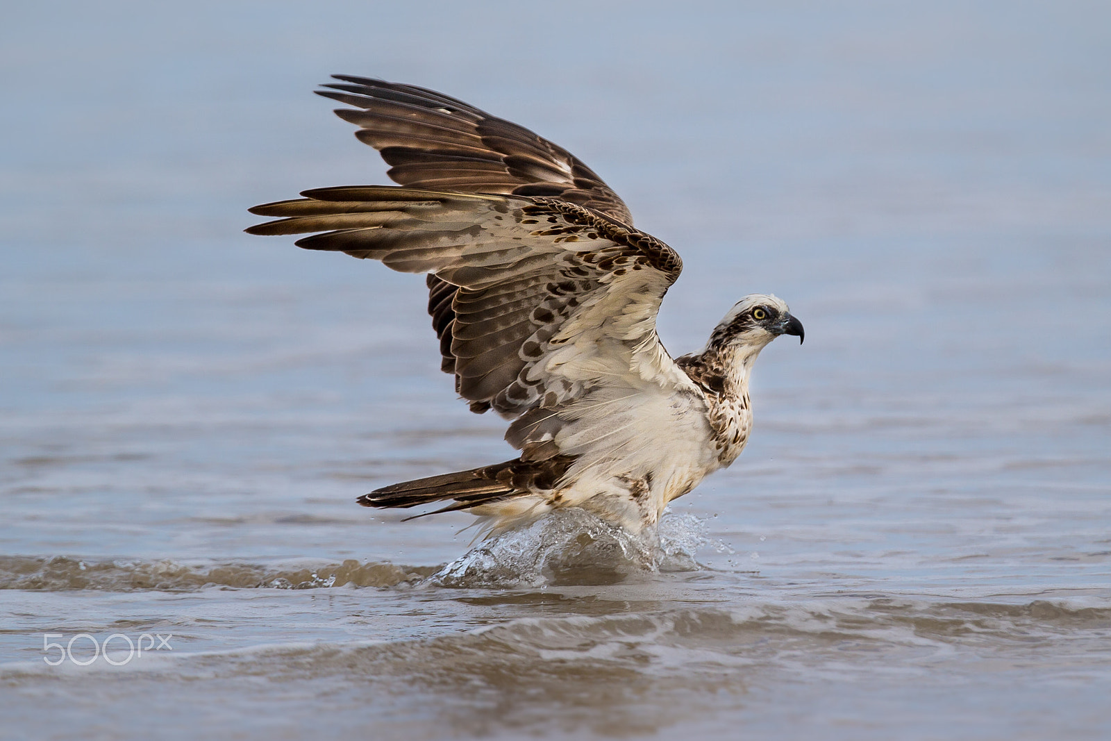 Canon EF 300mm F2.8L IS II USM sample photo. Osprey photography