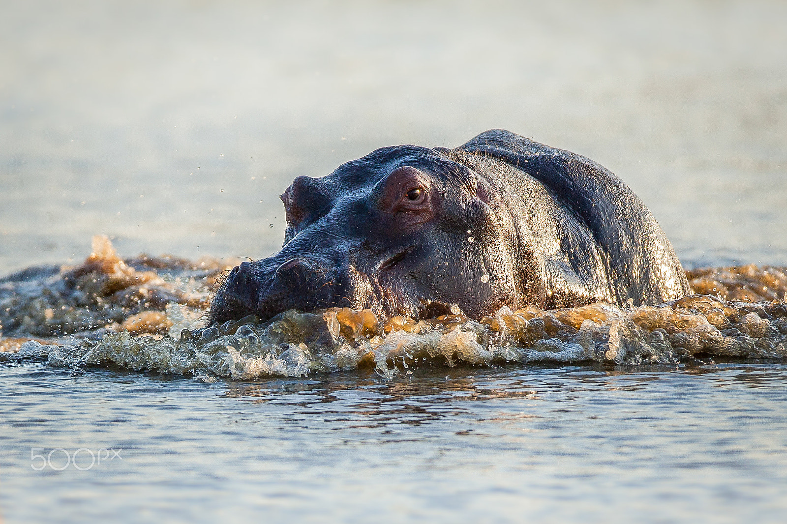 Canon EF 600mm f/4L IS sample photo. Bow wave photography