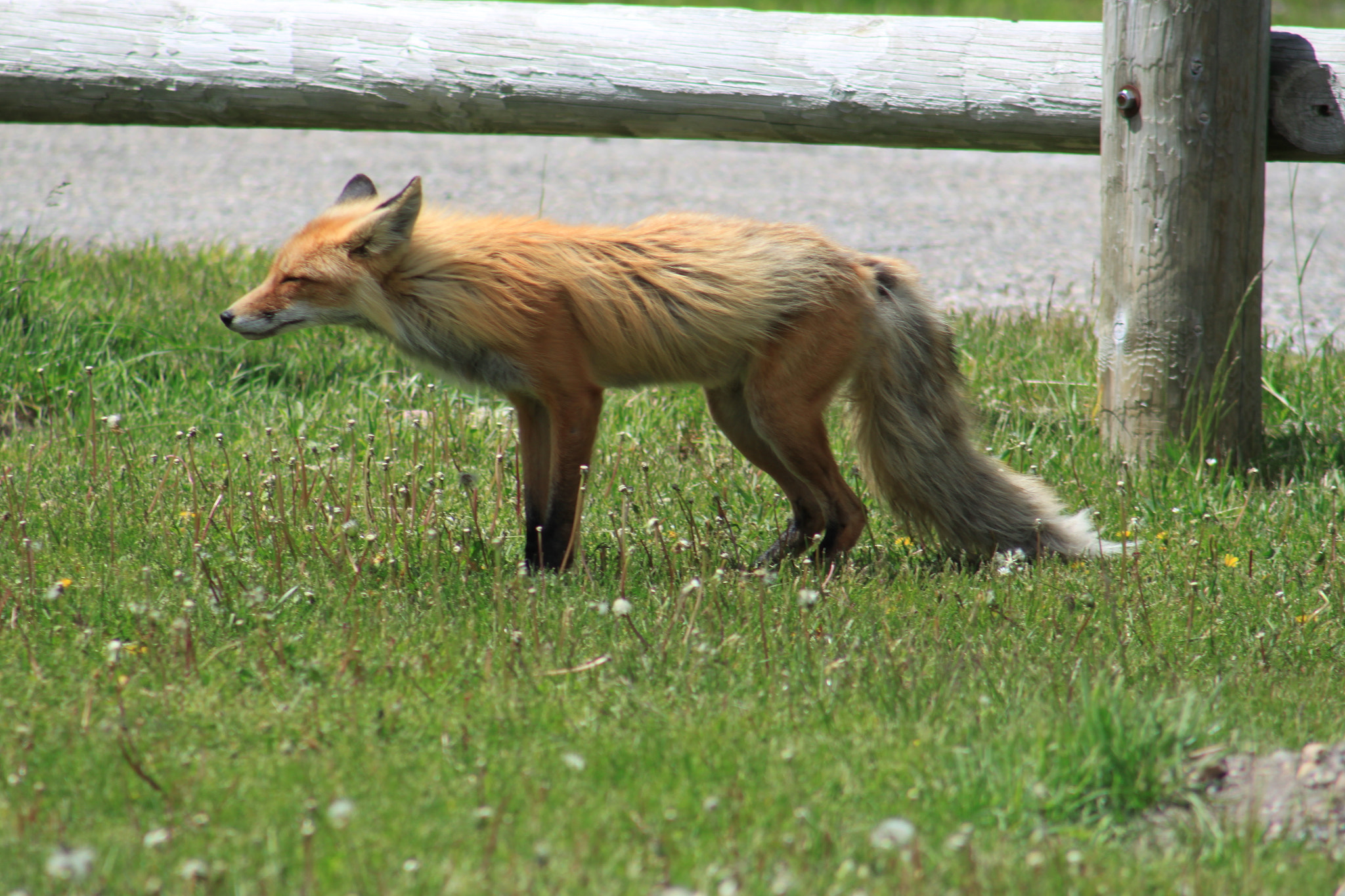 Canon EOS 500D (EOS Rebel T1i / EOS Kiss X3) + EF75-300mm f/4-5.6 sample photo. Waterton campground photography