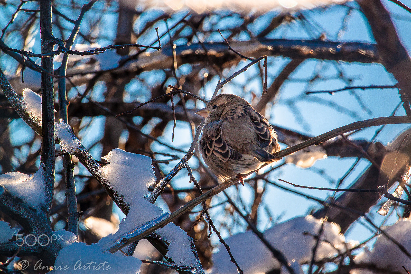 Canon EF-S 55-250mm F4-5.6 IS STM sample photo. Alone of it's own photography