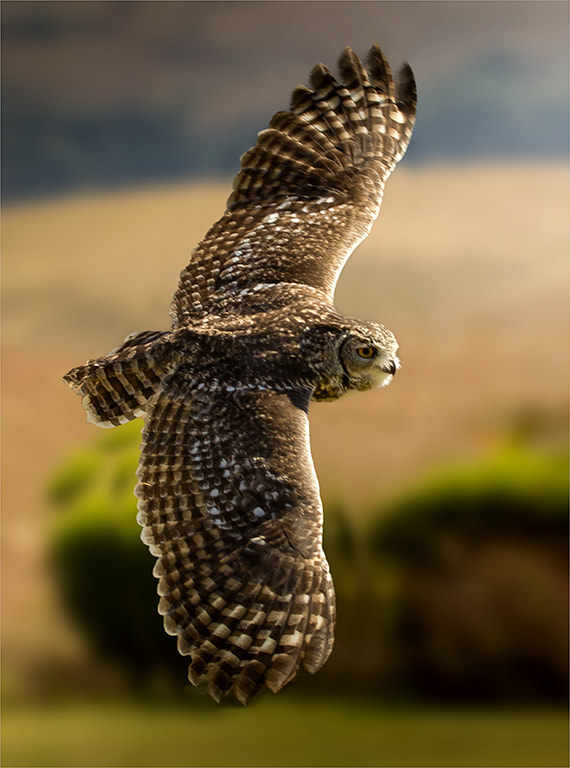 Canon EF 100-400mm F4.5-5.6L IS USM sample photo. Owl photography