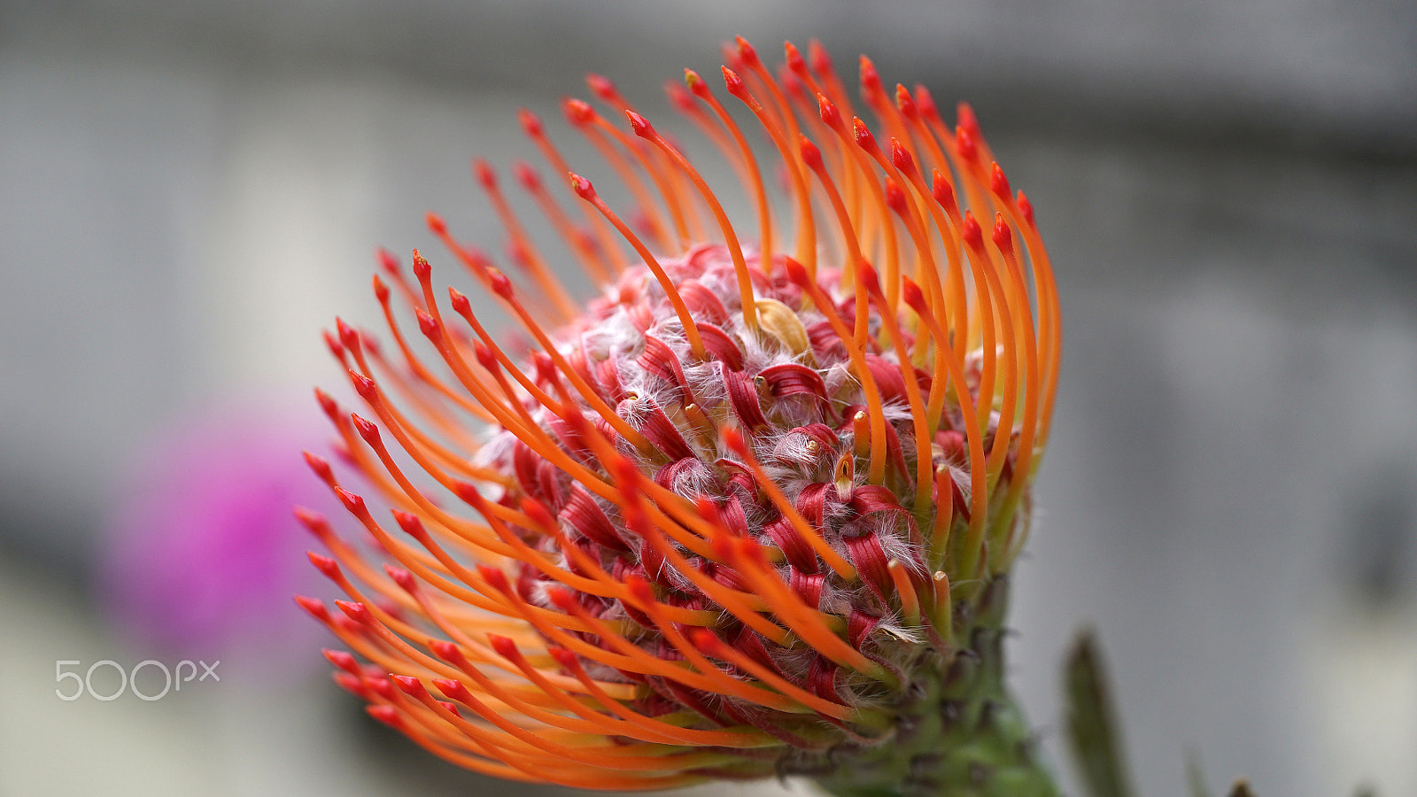 Sony a7S II + Sony FE 90mm F2.8 Macro G OSS sample photo. Imagination never let's us take the blame photography