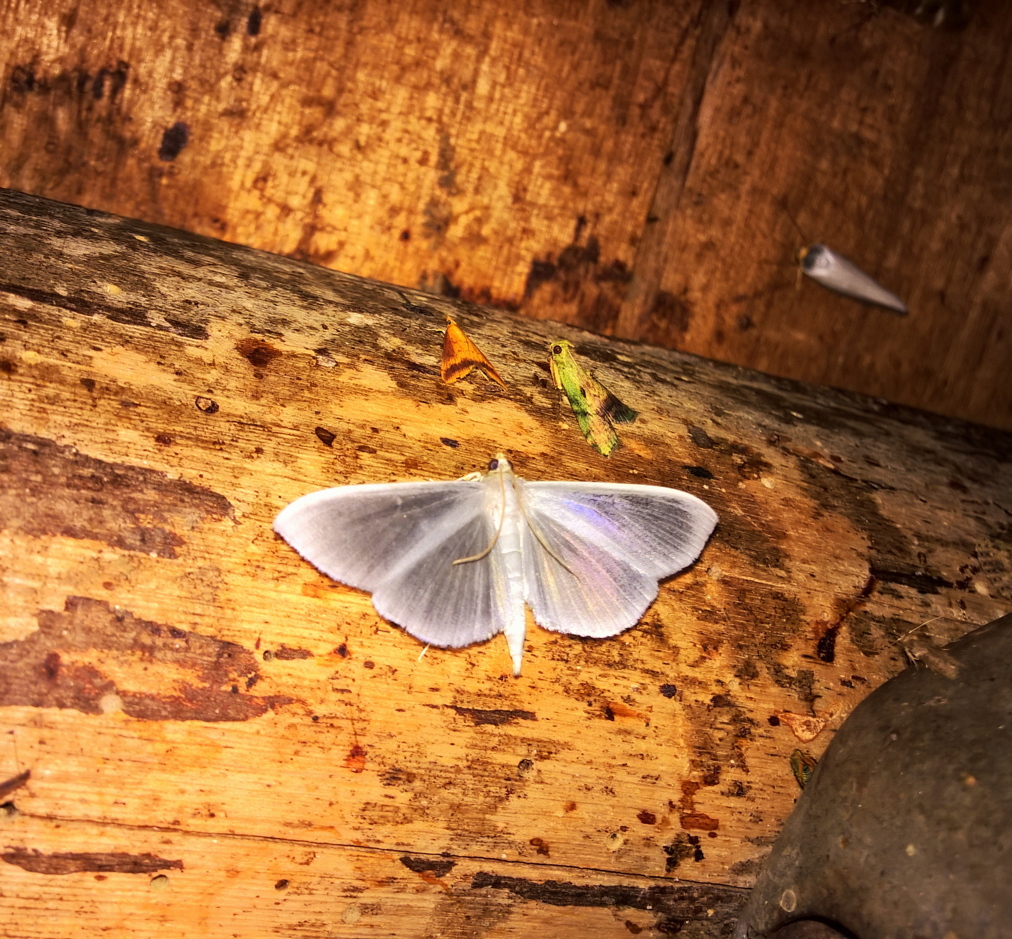 Nokia Lumia 929 sample photo. Mariposas nocturnas photography