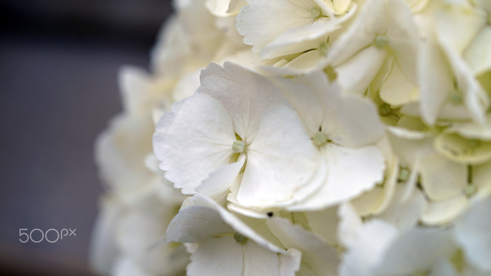 Sony a7S II + Sony FE 90mm F2.8 Macro G OSS sample photo. What an amazing time photography
