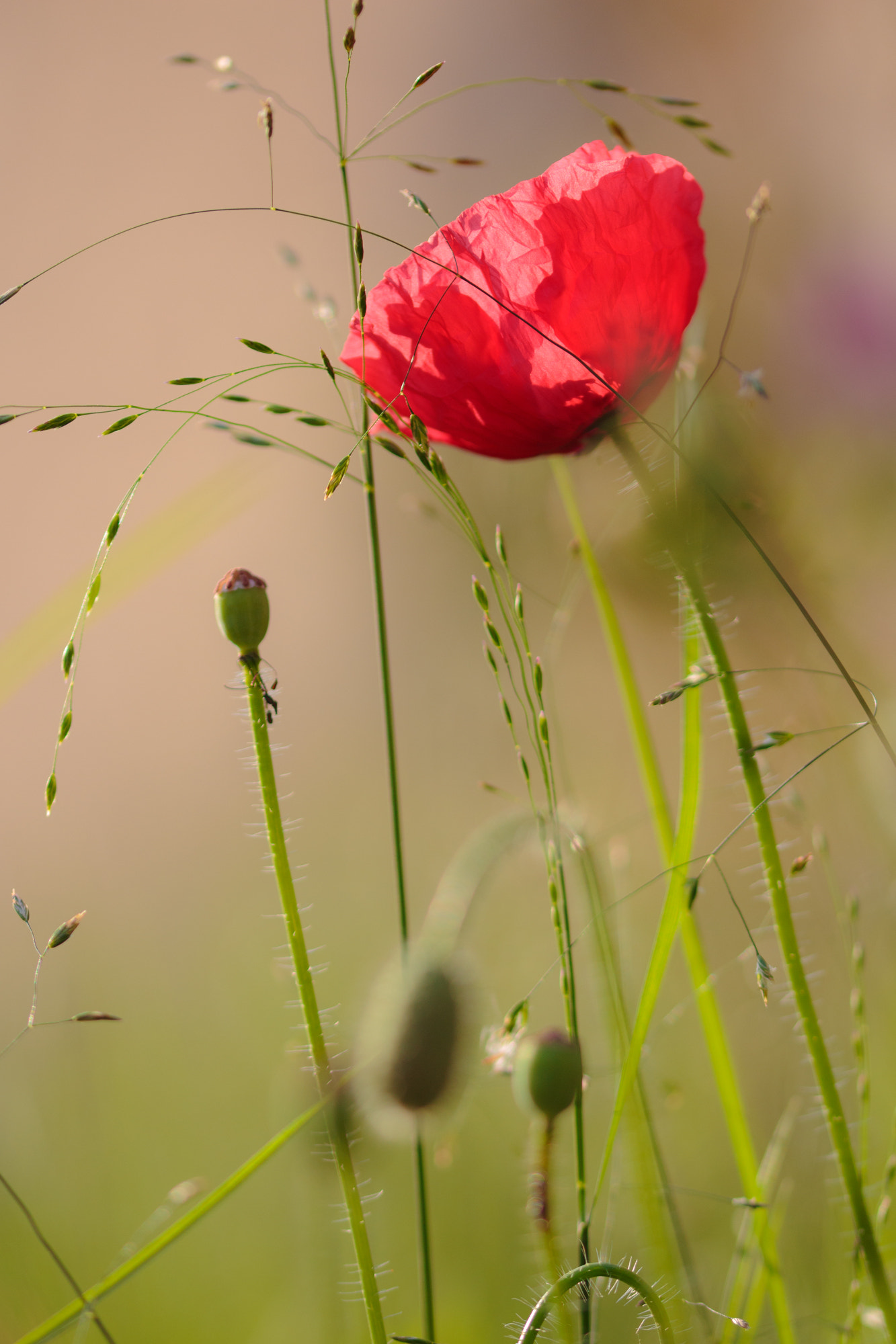 Sigma 105mm F2.8 EX DG OS HSM sample photo. Nature photography