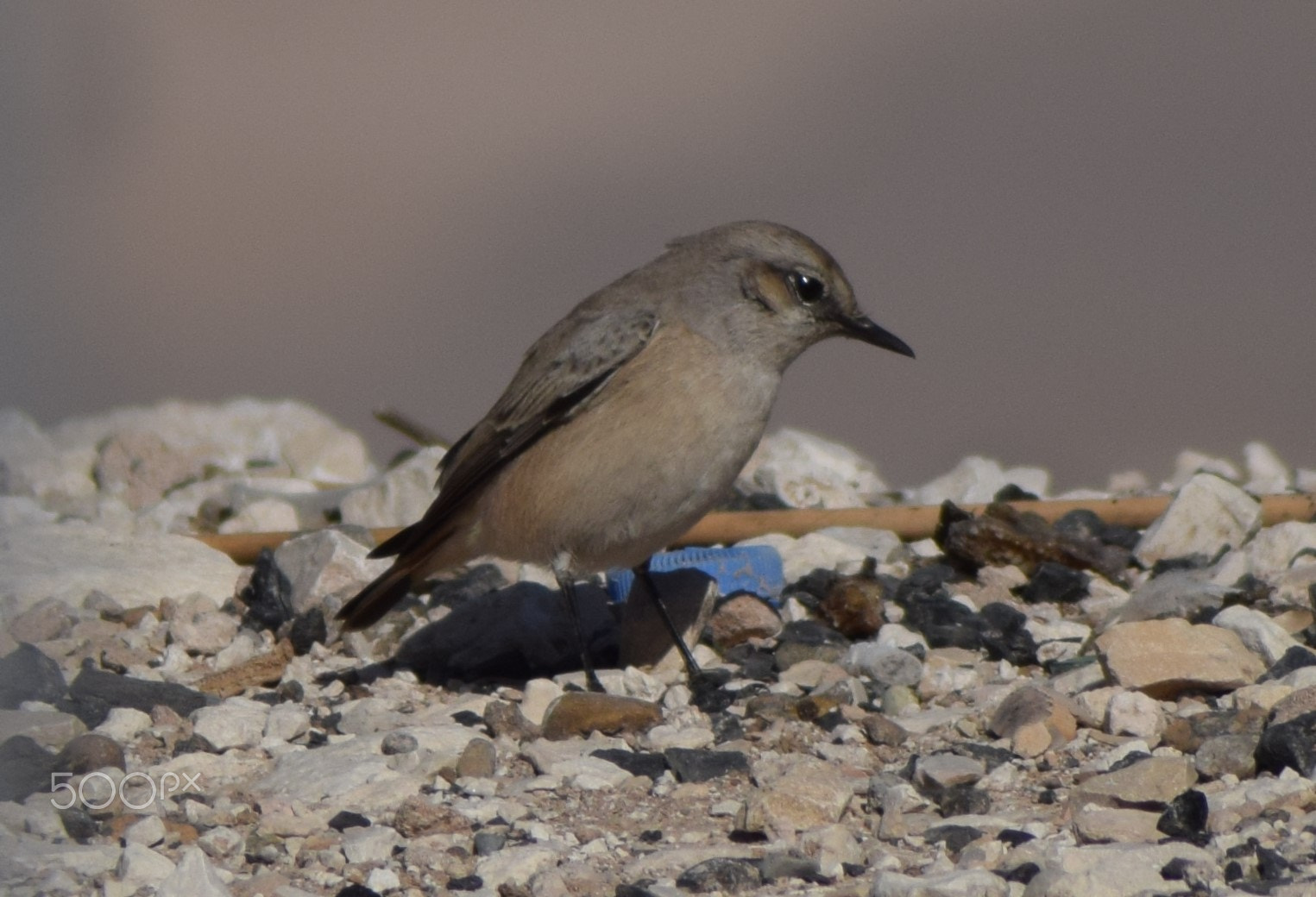 Nikon AF Nikkor 70-300mm F4-5.6G sample photo. Little bird on the mountain photography