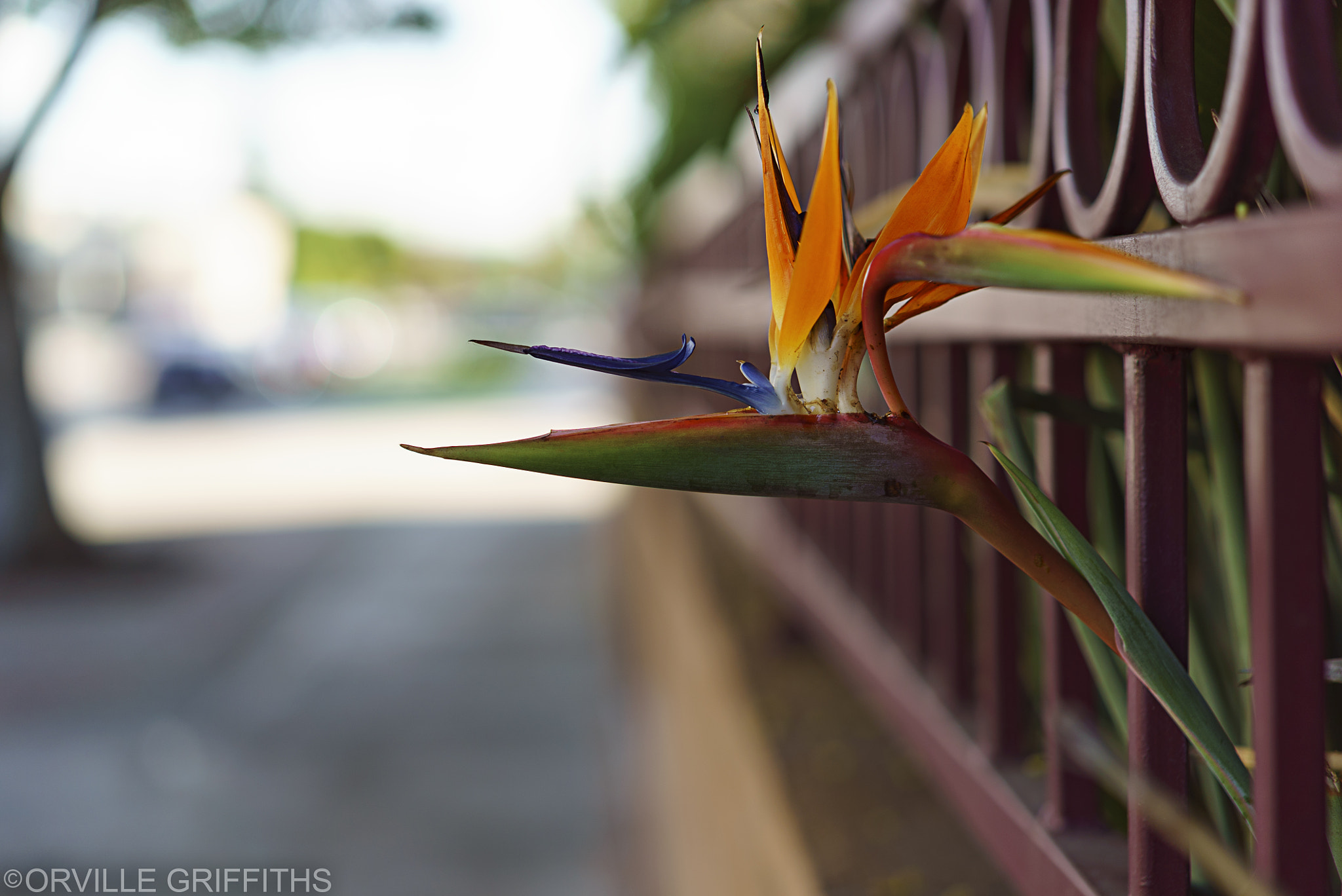 Sony a7S + Sony Sonnar T* FE 55mm F1.8 ZA sample photo. Bird-of-paradise*bokeh photography