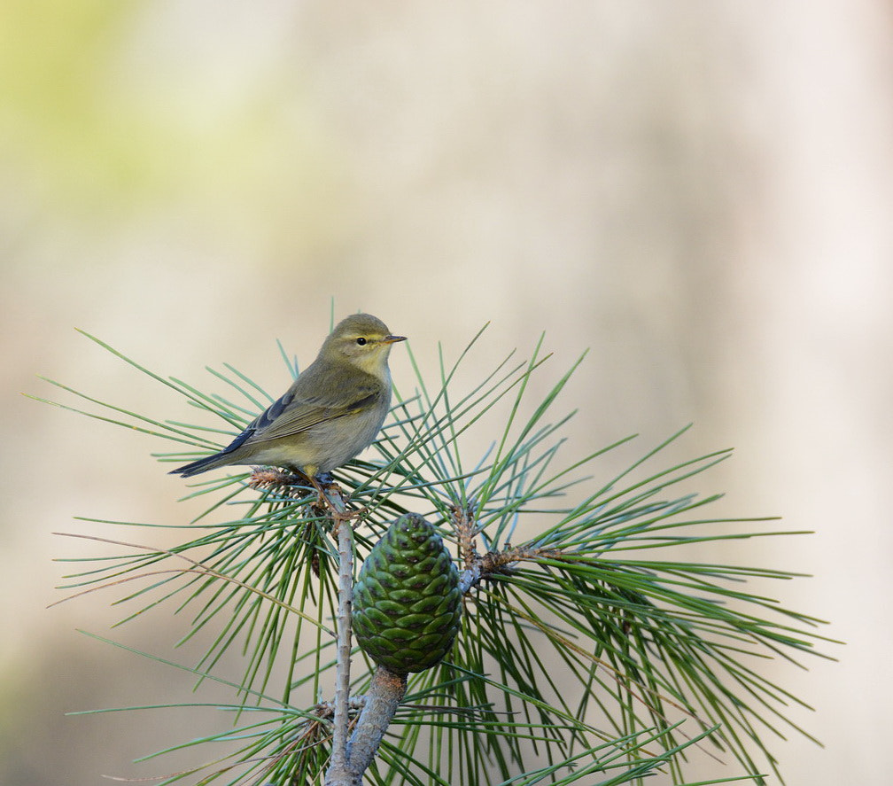 Sigma 150-600mm F5-6.3 DG OS HSM | S sample photo. Mosquitero photography