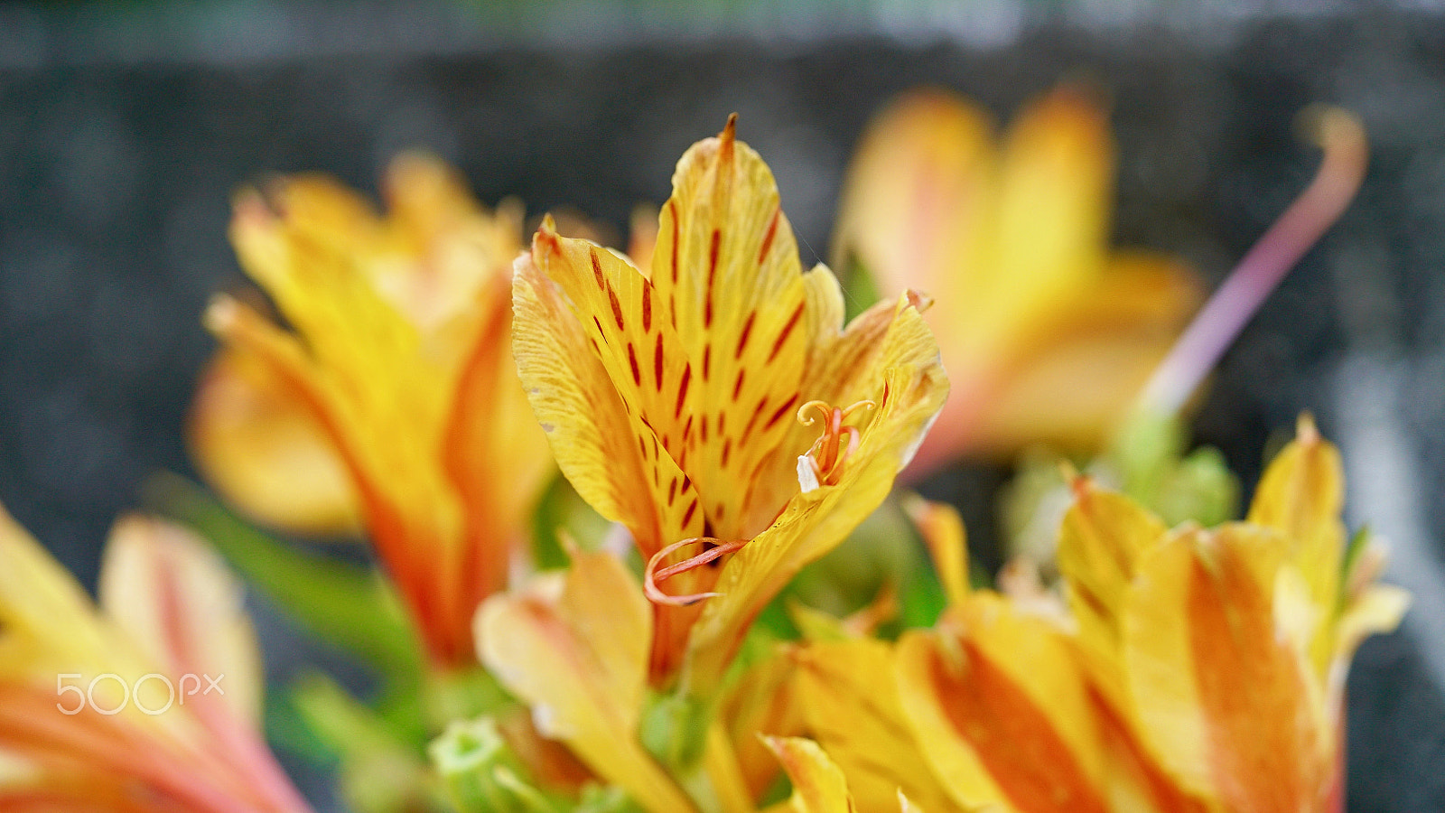 Sony a7S II + Sony FE 90mm F2.8 Macro G OSS sample photo. Let's just keep on dancing photography