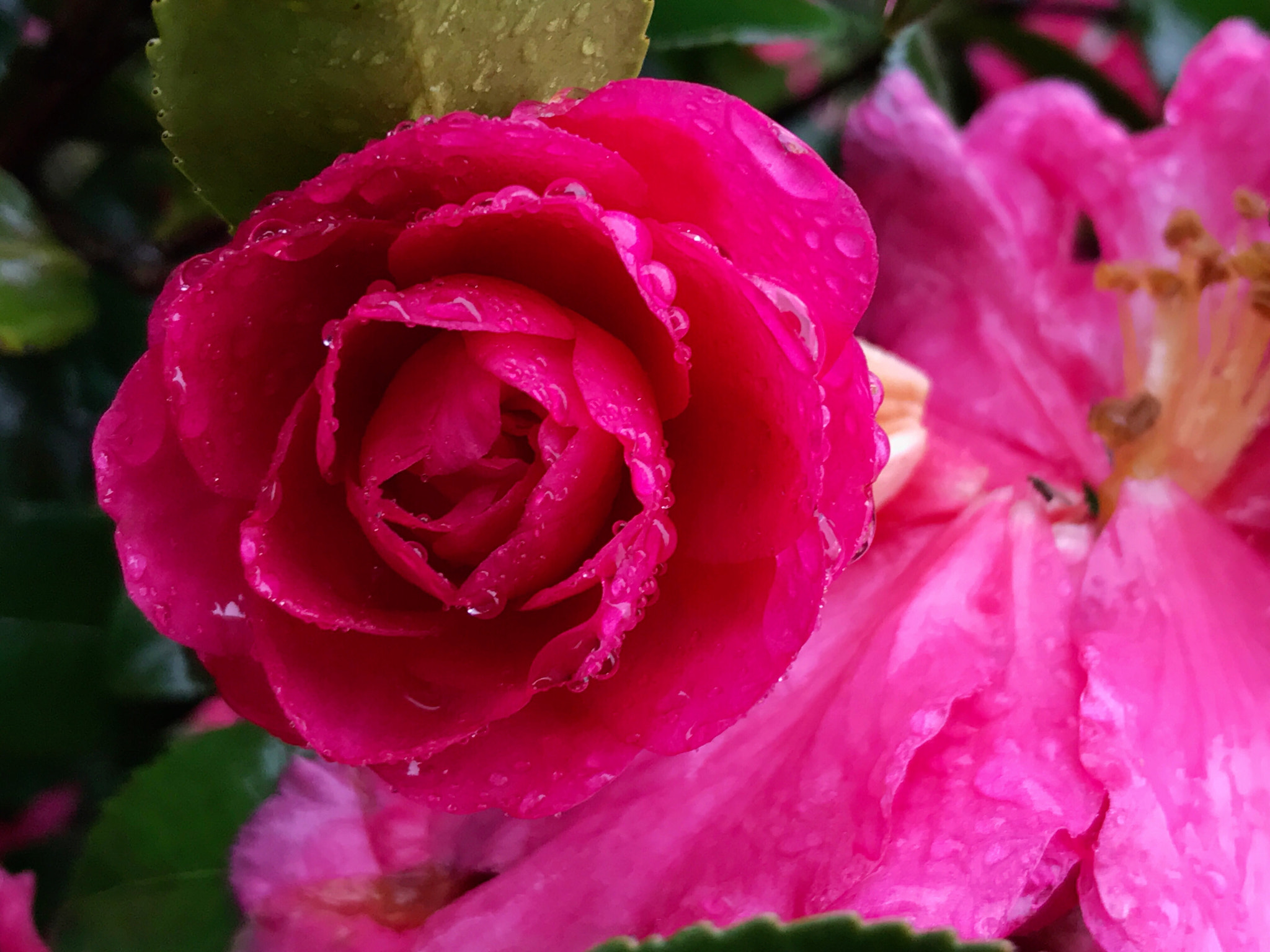 Apple iPhone9,1 sample photo. The camellia in the rain 雨中山茶花 photography