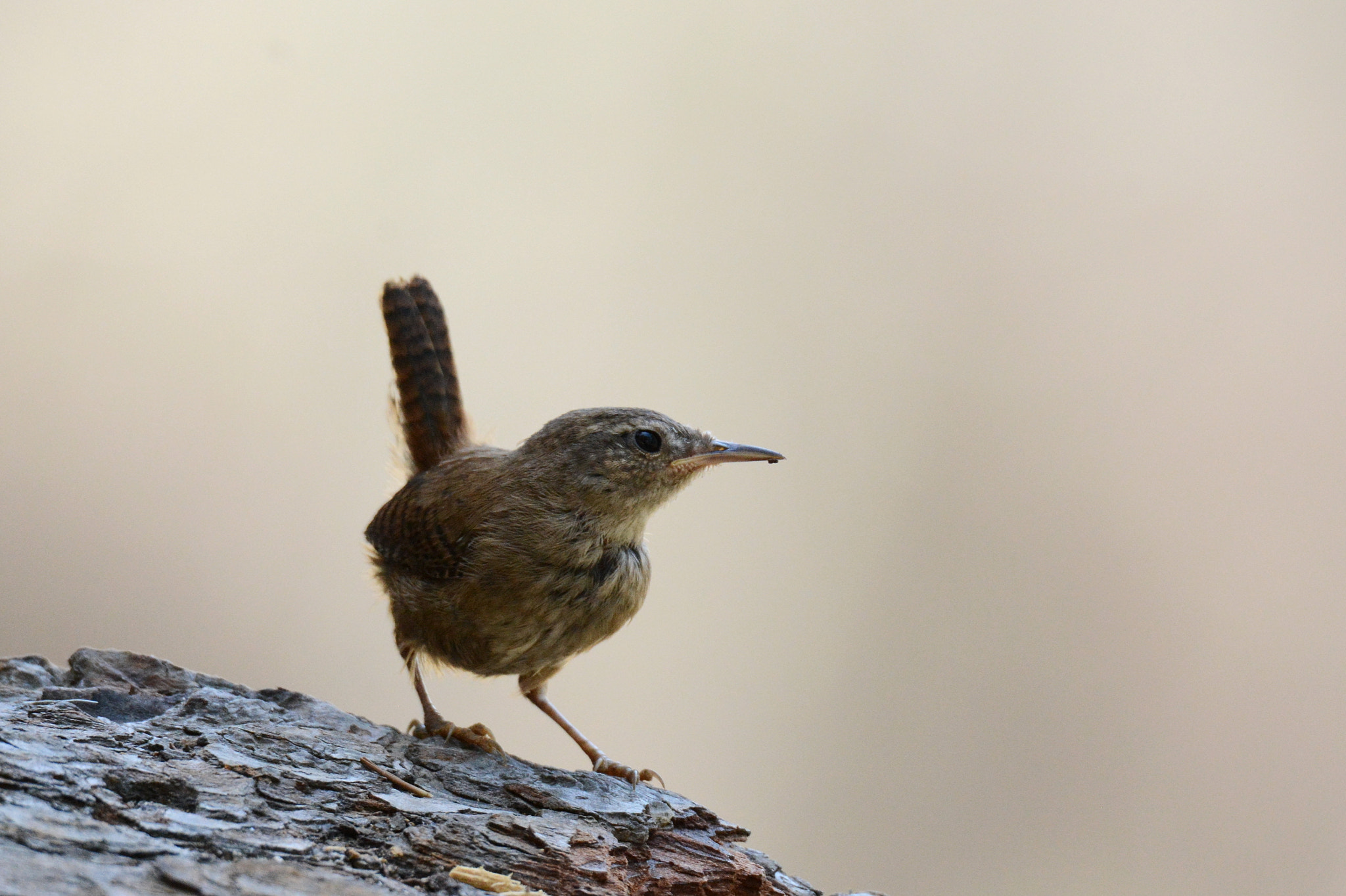 Sigma 150-600mm F5-6.3 DG OS HSM | S sample photo. Chochín photography