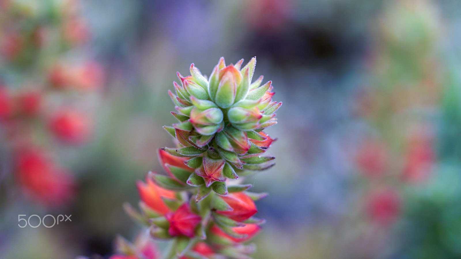 Sony a7S II + Sony FE 90mm F2.8 Macro G OSS sample photo. Don't wake me if i'm dreaming photography
