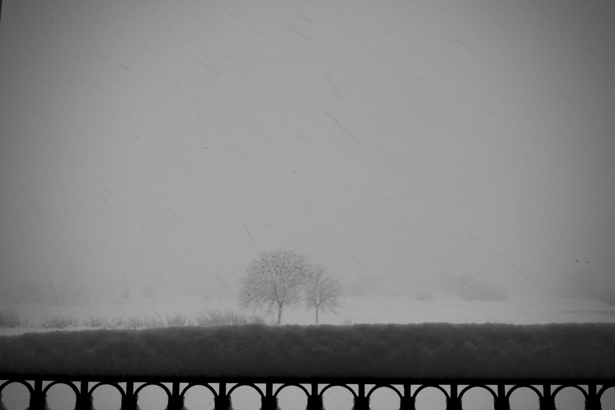Leica D-LUX 3 sample photo. Snowblind photography