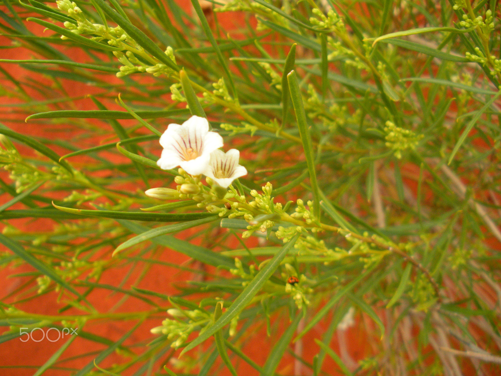 Nikon Coolpix S550 sample photo. Flora(tiny bug), australia photography