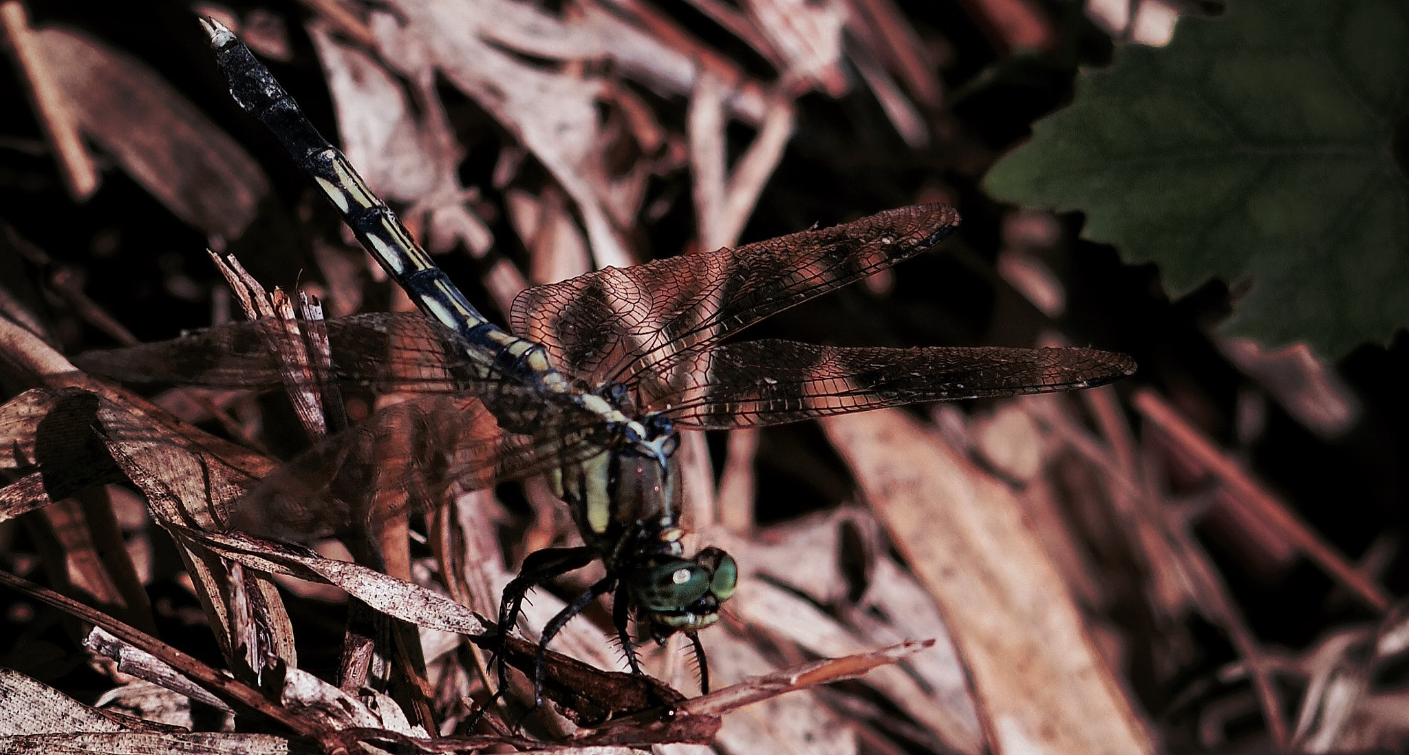 Pentax Q7 sample photo. Dragonfly photography