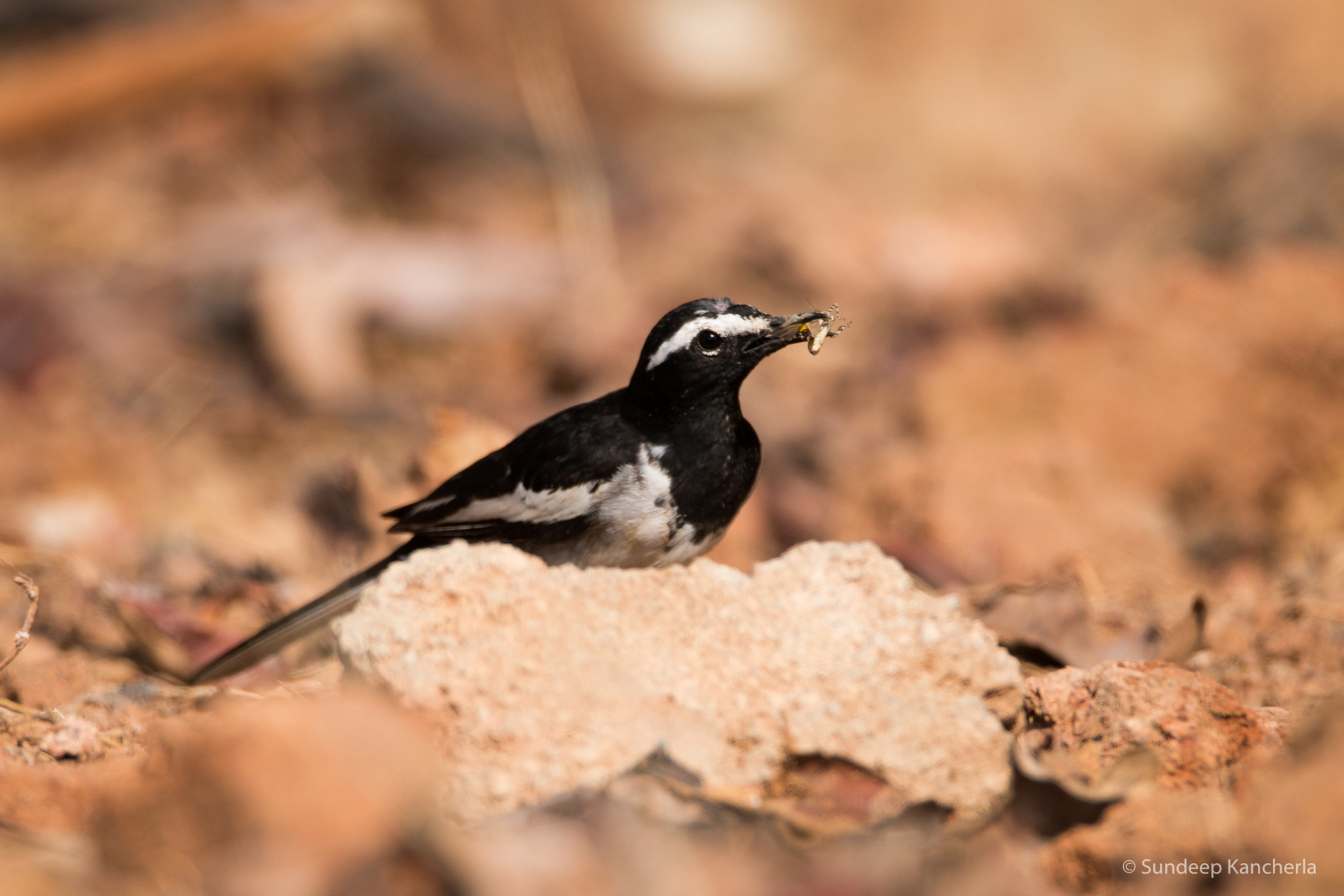 Sigma 150-600mm F5-6.3 DG OS HSM | C sample photo. Edited photography