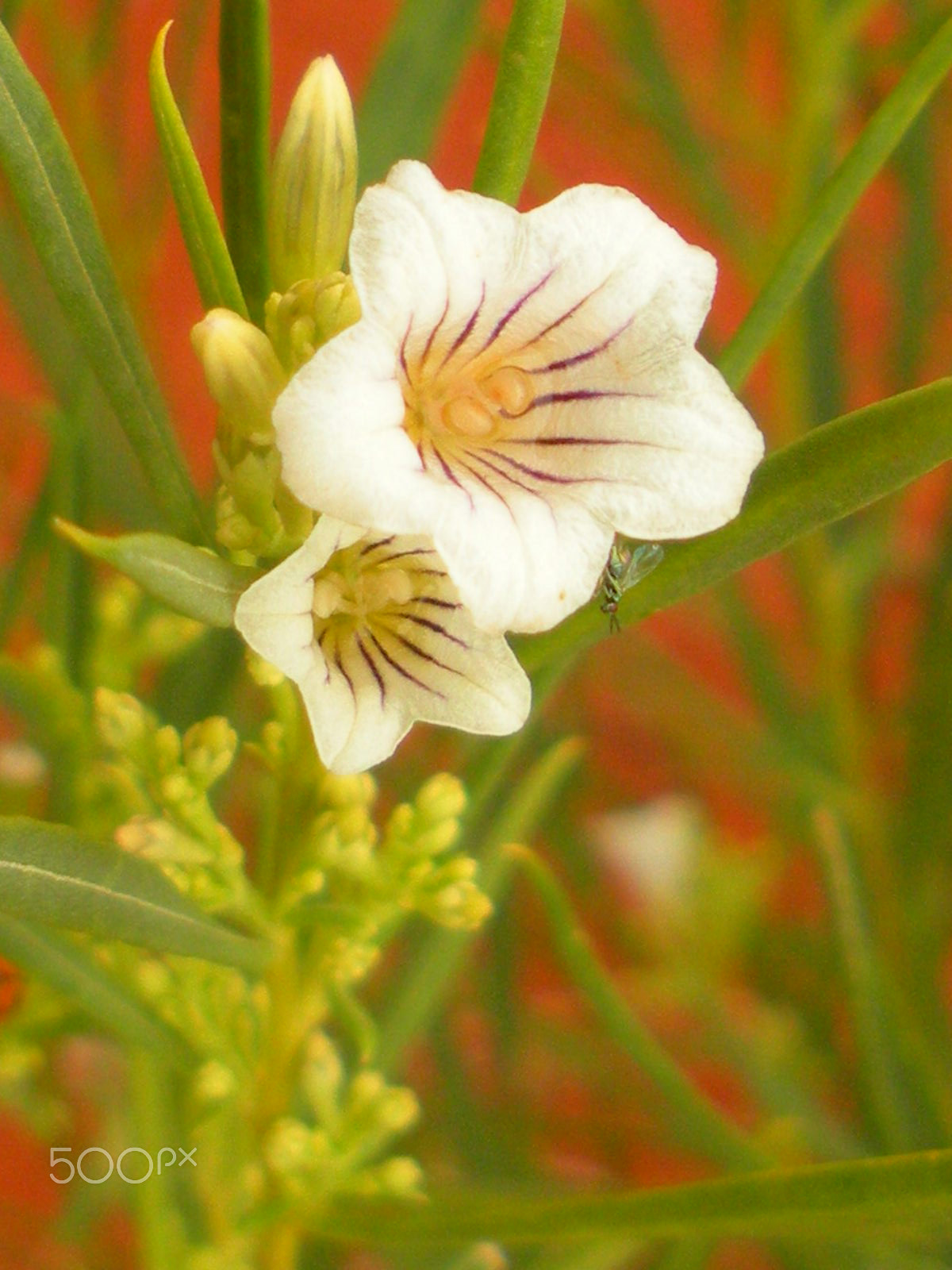 Nikon Coolpix S550 sample photo. Flora(tiny bug), australia photography