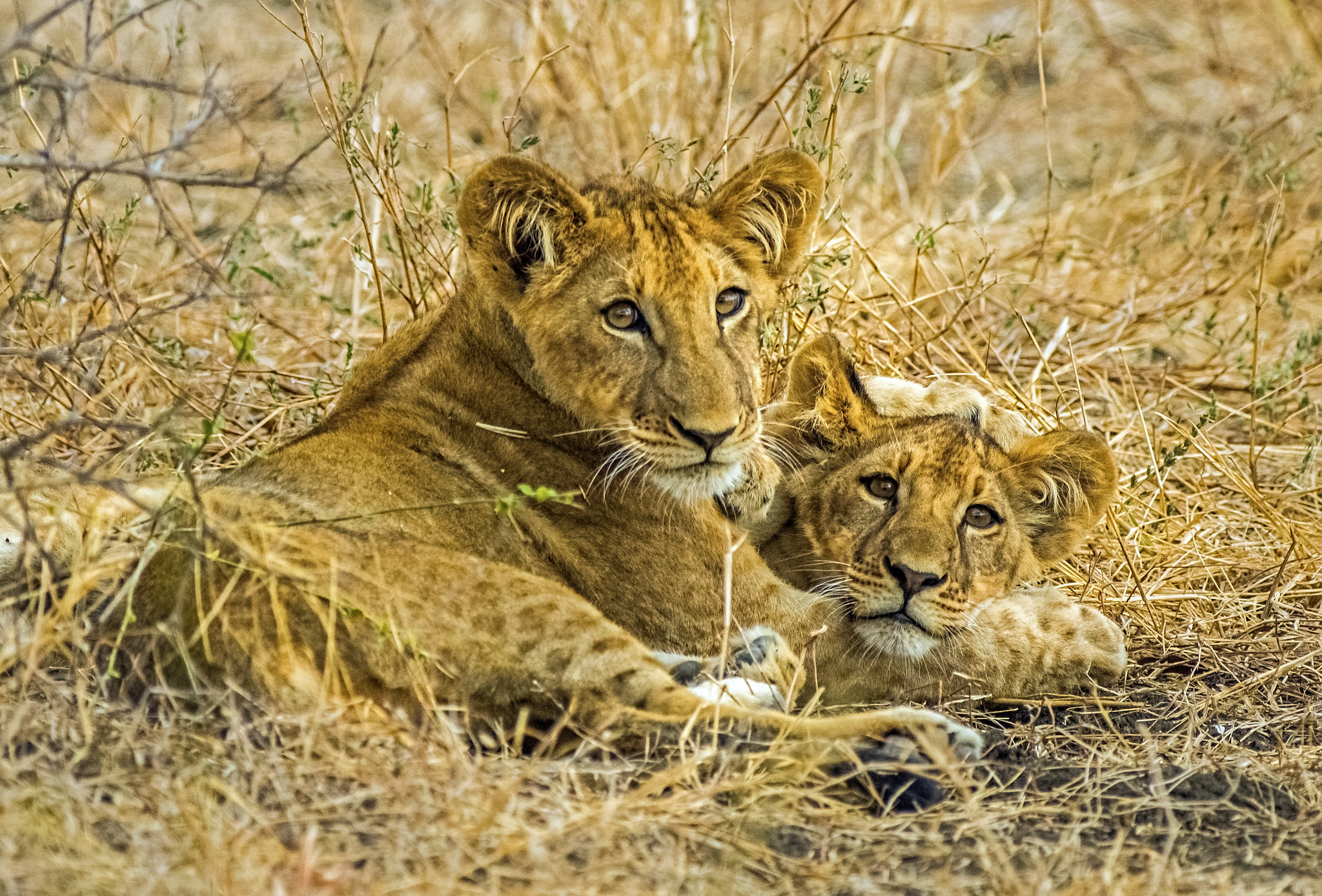 Sony SLT-A77 + Minolta AF 400mm F4.5 HS-APO G sample photo. Lion cubs photography