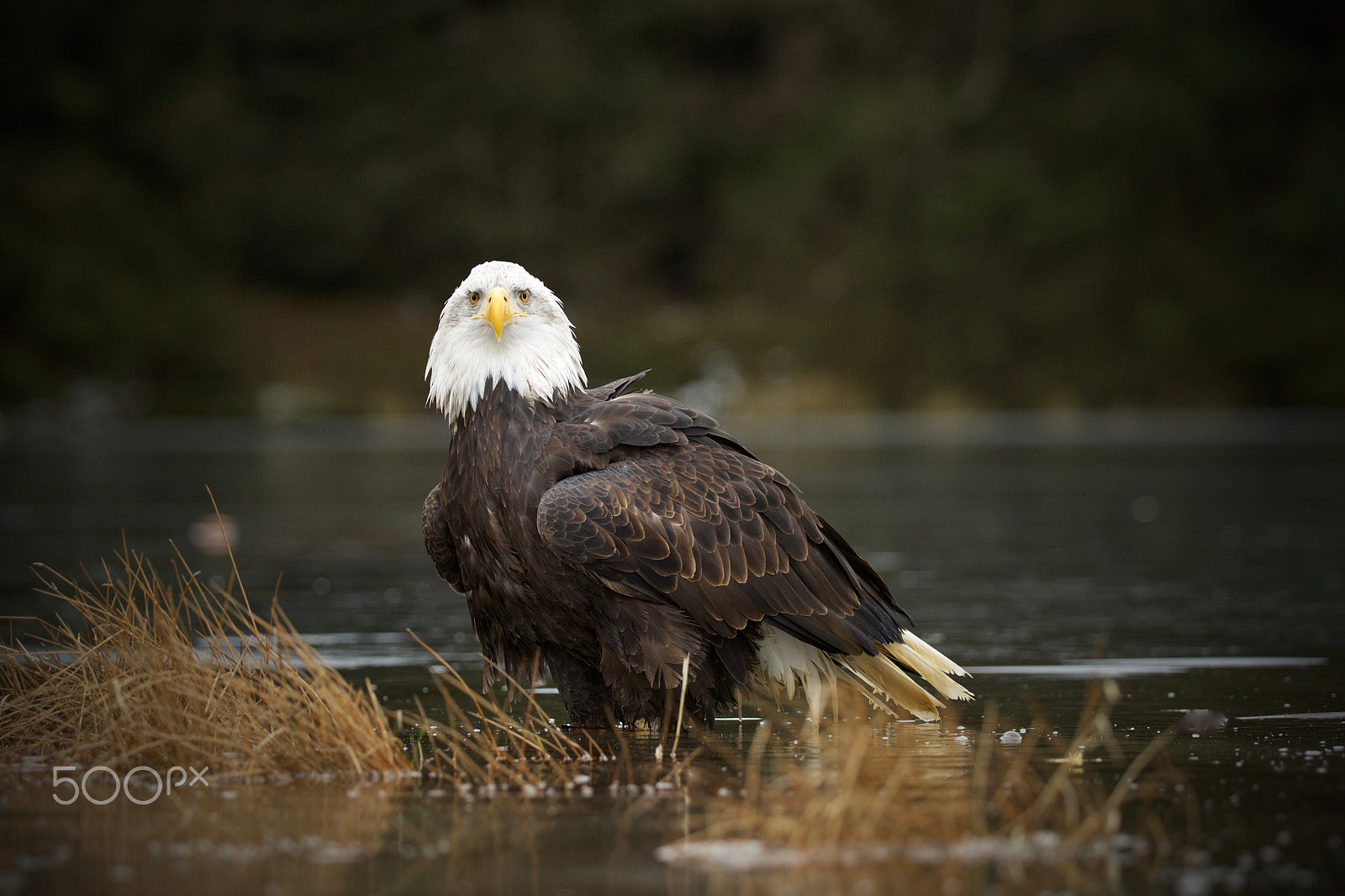 Canon EF 200-400mm F4L IS USM Extender 1.4x sample photo. Orel bělohlavý (haliaeetus leucocephalus) photography